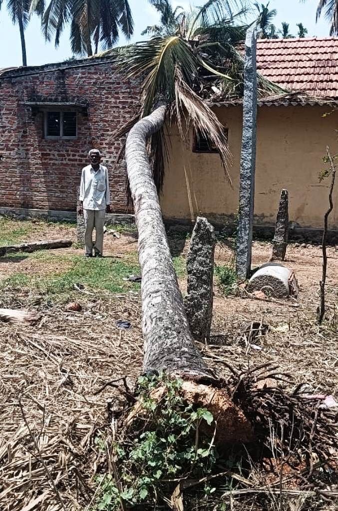 ಪಾಂಡವಪುರ ತಾಲ್ಲೂಕಿನ ದೇವೇಗೌಡನಕೊಪ್ಪಲು ಗ್ರಾಮದ ಪುಟ್ಟಣ್ಣ ಎಂಬುವರ ಮನೆಮೇಲೆ ತೆಂಗಿನ ಮರ ಬಿದ್ದಿರುವುದು.