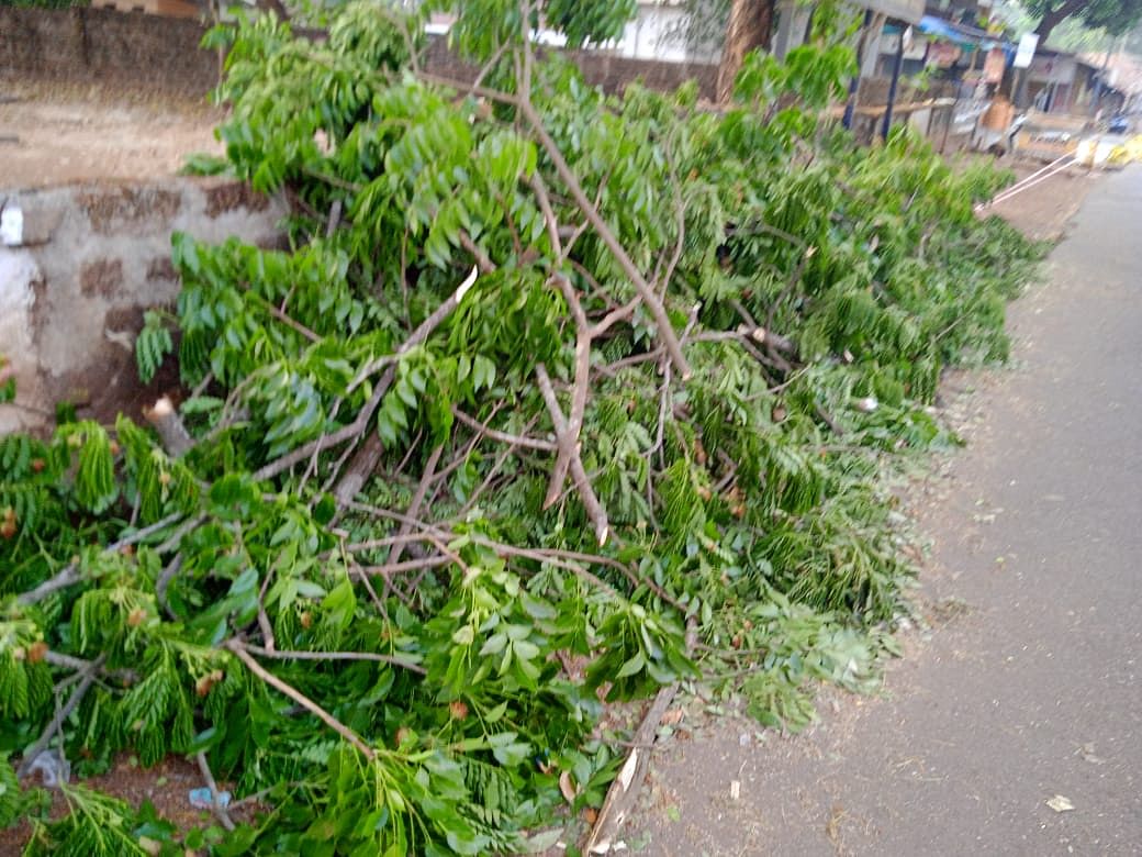 ಮೂಡುಬಿದಿರೆಯ ಆರ್‌ಎಫ್‌ಒ ಕಚೇರಿ ಪಕ್ಕದ ರಸ್ತೆ ಚರಂಡಿ ಮೇಲೆ ಬಿದ್ದಿರುವ ಮರದ ಗೆಲ್ಲುಗಳು