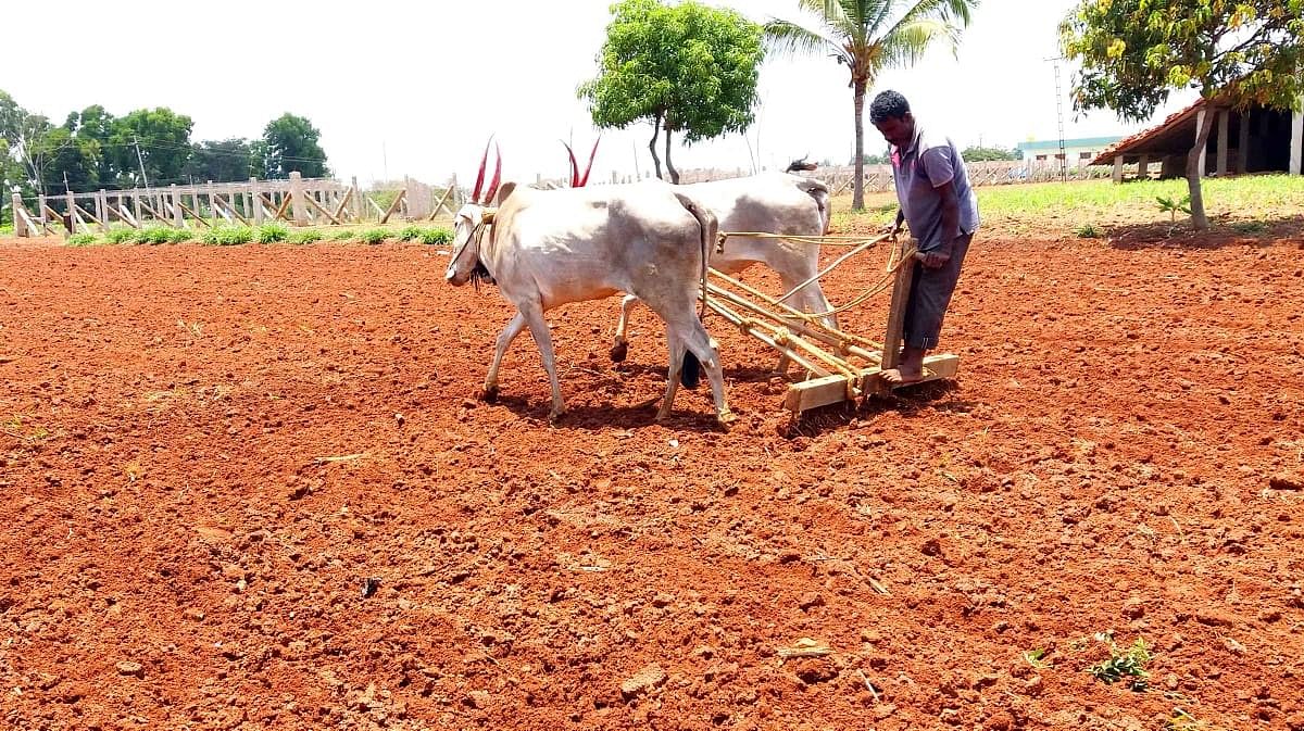 ವಿಜಯಪುರ ಹೋಬಳಿಯ ತೋಟವೊಂದರಲ್ಲಿ ಉಳುಮೆ ಮಾಡುತ್ತಿರುವ ರೈತ