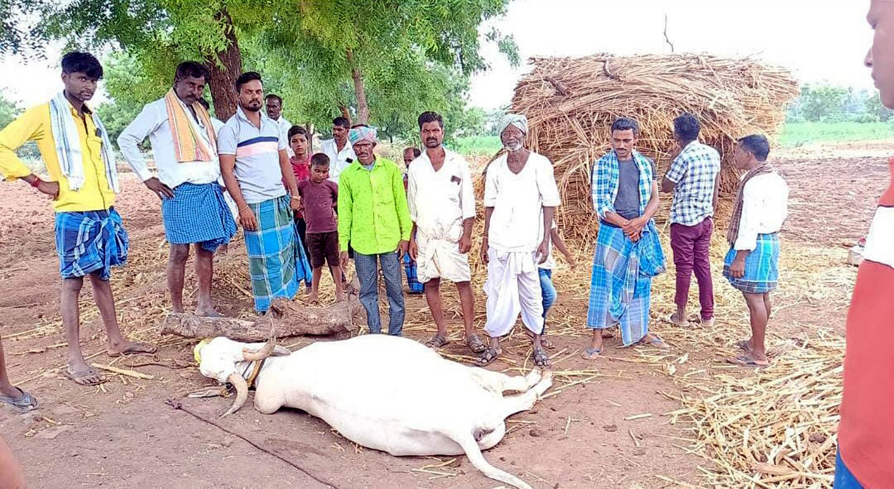 ಮುದ್ದೇಬಿಹಾಳ ತಾಲ್ಲೂಕಿನ ಅಡವಿ ಹುಲಗಬಾಳದಲ್ಲಿ ಗುರುವಾರ ಮದ್ಯಾಹ್ನ ಶೆಡ್‌ನಲ್ಲಿ ಕಟ್ಟಿದ್ದ ಎತ್ತಿಗೆ ಸಿಡಿಲು ಬಡಿದು ಮೃತಪಟ್ಟಿದೆ