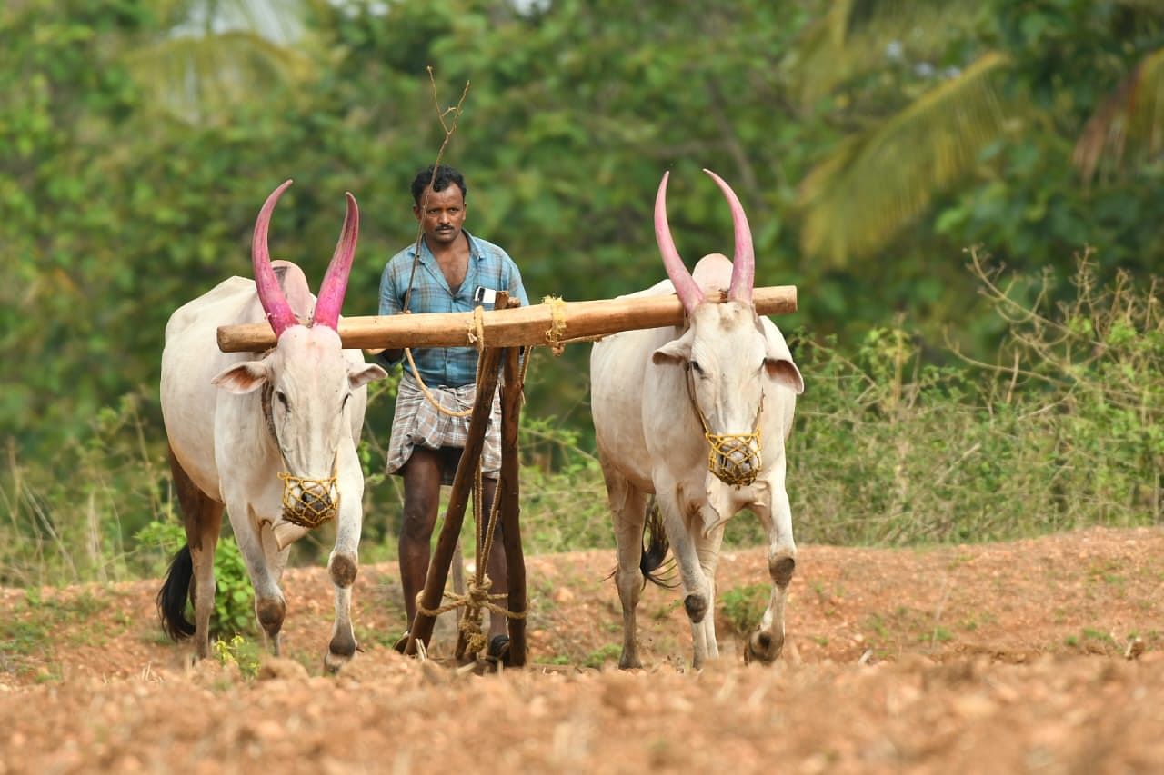 ಚಿಕ್ಕಮಗಳೂರು ಜಿಲ್ಲೆಯಲ್ಲಿ ಕೃಷಿ ಚಟುವಟಿಕೆ ಆರಂಭವಾಗಿರುವುದು