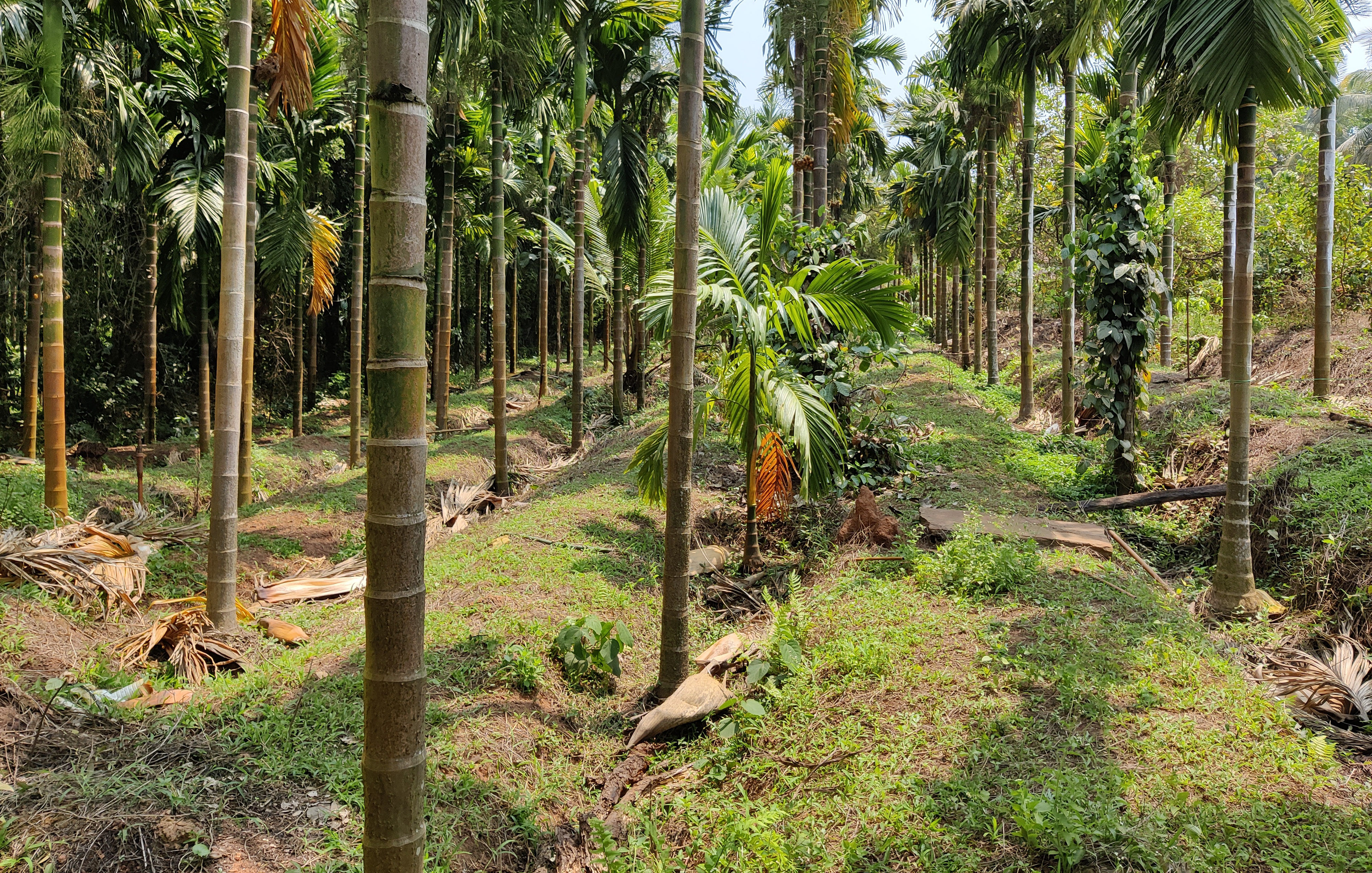 ಅಡಿಕೆ ತೋಟ (ಸಾಂದರ್ಭಿಕ ಚಿತ್ರ)