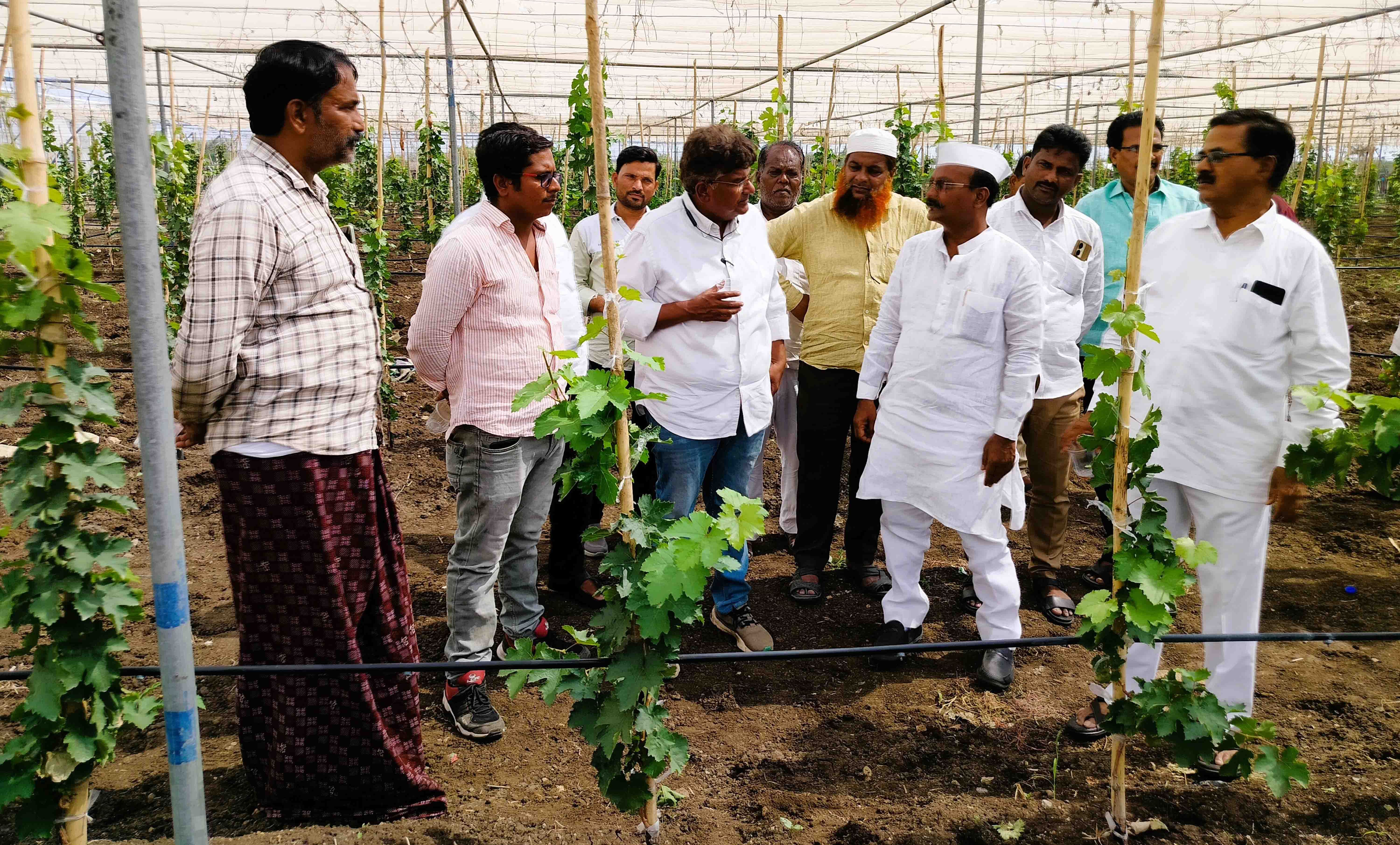 ಅಫಜಲಪುರ ತಾಲ್ಲೂಕಿನ ಶಿರವಾಳ ಗ್ರಾಮದ ಹತ್ತಿರ ತಾಲ್ಲೂಕು ದ್ರಾಕ್ಷಿ ಬೆಳೆಗಾರರ ಸಂಘದ ಅಧ್ಯಕ್ಷ ಲಚ್ಚಪ್ಪ ಜಮಾದಾರ ಅವರ ತೋಟದಲ್ಲಿ ಮಂಗಳವಾರ ನಡೆದ ದ್ರಾಕ್ಷಿ ತಳಿಗಳ ಕ್ಷೇತ್ರೋತ್ಸವದಲ್ಲಿ ಮಹಾರಾಷ್ಟ್ರದ ದ್ರಾಕ್ಷಿ ಬೆಳೆಗಾರರ ಸಂಘದ ಅಧ್ಯಕ್ಷ ಅಶಿಶ್ ಕಾಳೆ ವರು ರೈತರಿಗೆ ಮಾಹಿತಿ ನೀಡಿದರು