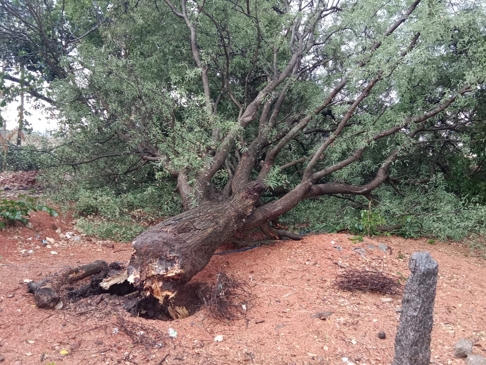 ತಿಮ್ಮಪ್ಪನ ಪಾಳ್ಯದಲ್ಲಿ ಮುರಿದುಬಿದ್ದಿರುವ ಹುಣಸೆ ಮರ