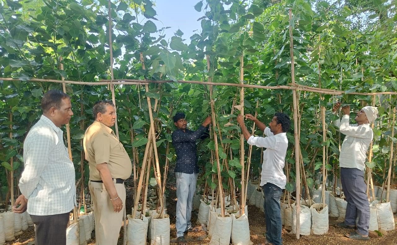 ಔರಾದ್ ತಾಲ್ಲೂಕಿನ ಬೋರಾಳ ನರ್ಸರಿಯಲ್ಲಿನ ಗಿಡಗಳು