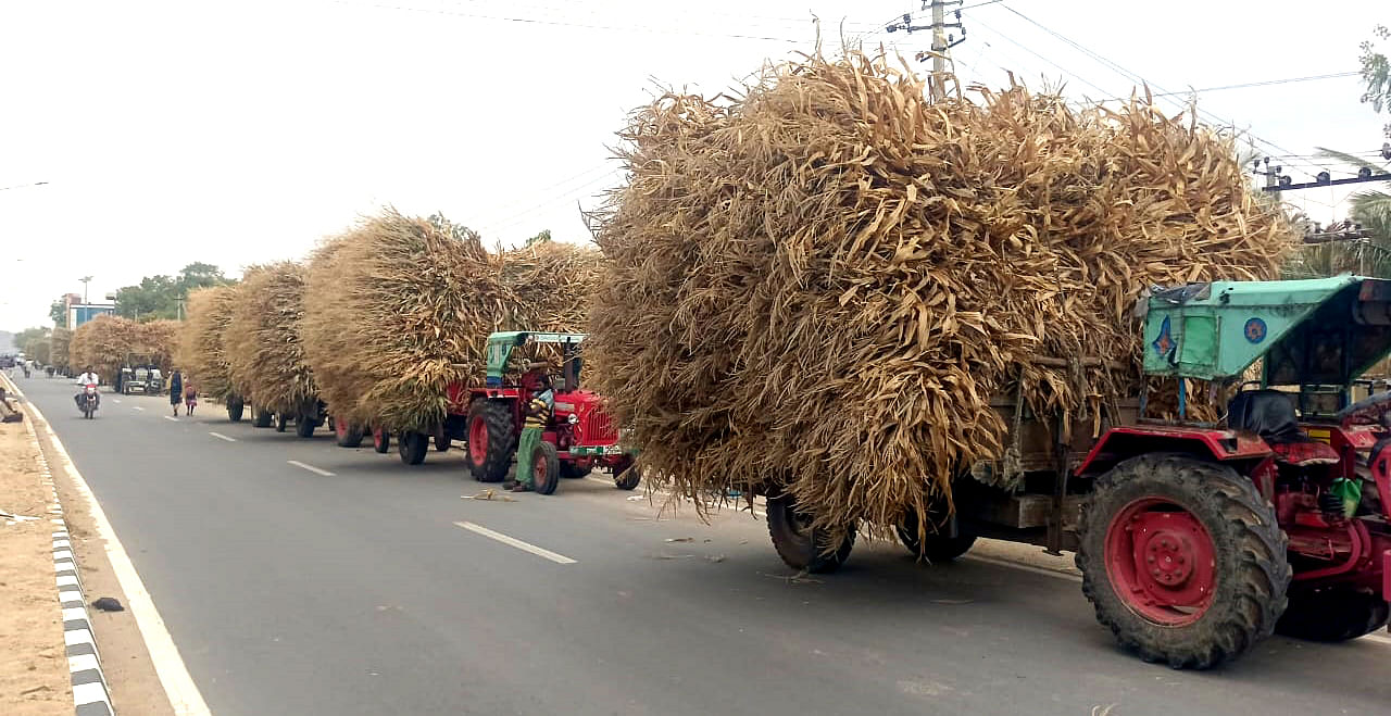 ಮೊಳಕಾಲ್ಮುರಿನಲ್ಲಿ ಮಾರಾಟ ಮಾಡಲು ಆಂಧ್ರಪ್ರದೇಶದಿಂದ ಬರುವ ಮೇವಿನ ಲೋಡ್‌ಗಳು