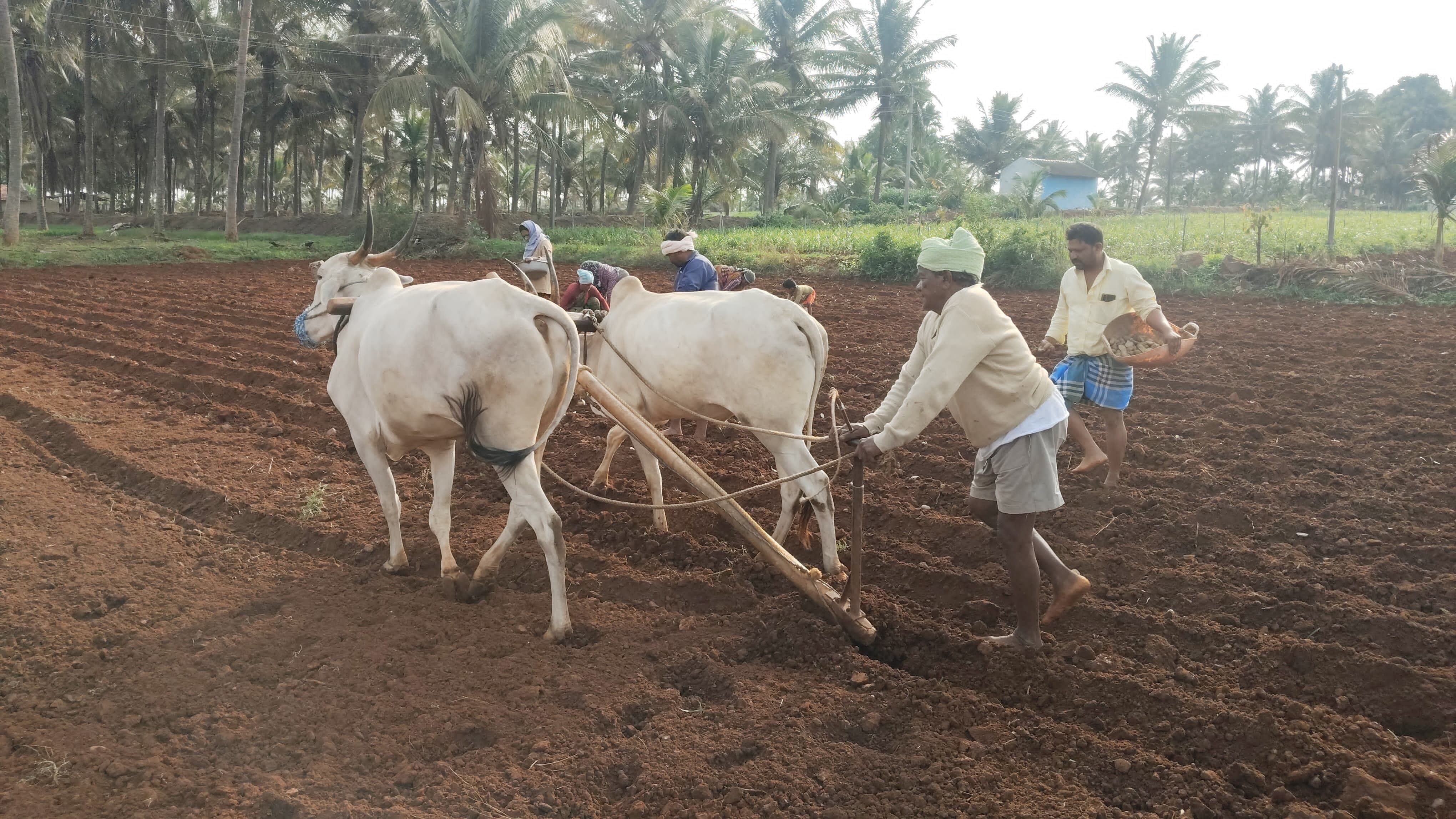 ಹಾಸನ ತಾಲ್ಲೂಕಿನ ದುದ್ದದಲ್ಲಿ ರೈತರು ಜಮೀನು ಉಳುಮೆ ಮಾಡುತ್ತಿರುವುದು