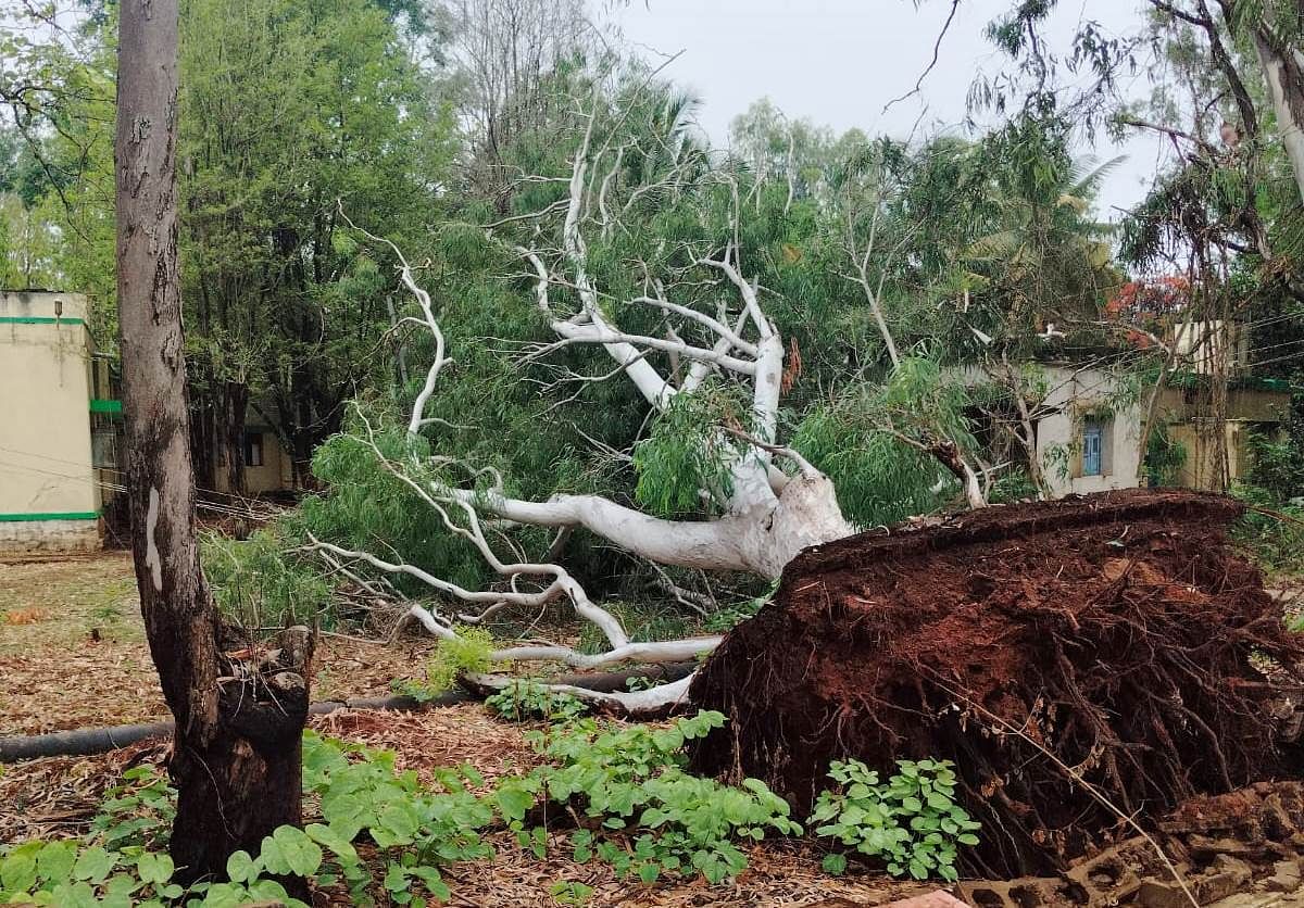 ತುರುವೇಕೆರೆ ತಾಲ್ಲೂಕಿನ ದಂಡಿನಶಿವರ ಹೋಬಳಿಯ ಅಮ್ಮಸಂದ್ರ ಪ್ಯಾಕ್ಟರಿ ಆಸ್ಪತ್ರೆಯ ಮುಂಭಾಗದ ಮರ ಬುಡ ಸಮೇತ ಧರೆಗೆ ಉರುಳಿದೆ