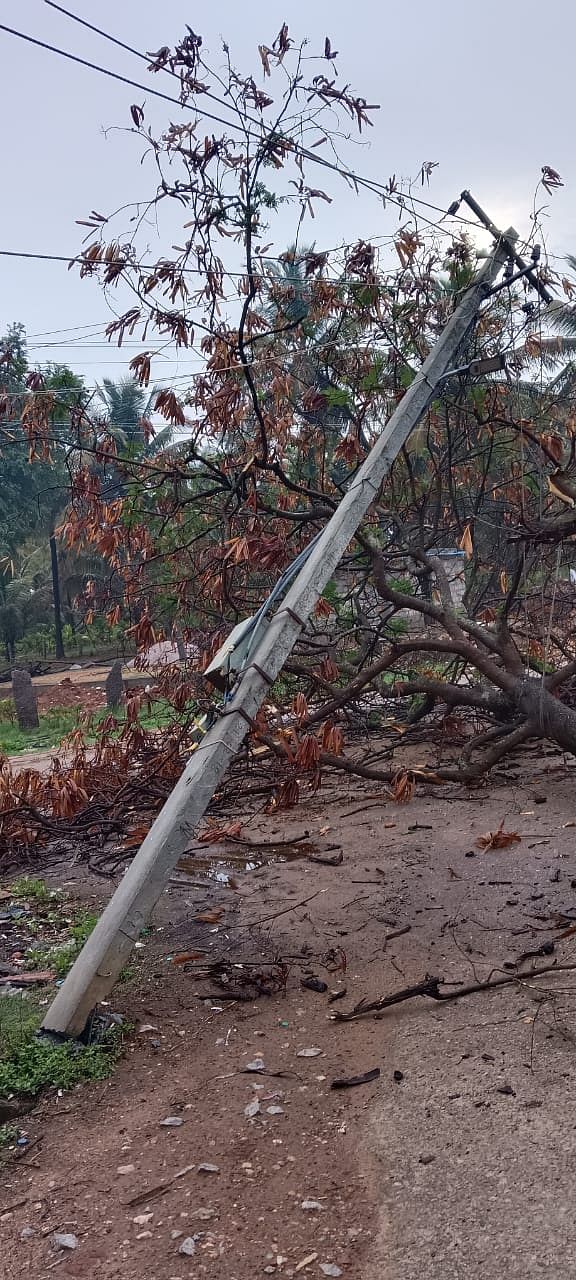 ಸಂತೇಬೆನ್ನೂರು ಸಮೀಪದ ದೊಡ್ಡಬ್ಬಿಗೆರೆ ಗ್ರಾಮದಲ್ಲಿ ಸೋಮವಾರ ಸುರಿದ ಮಳೆಗೆ ವಿದ್ಯುತ್ ಕಂಬ ಉರುಳಿದೆ