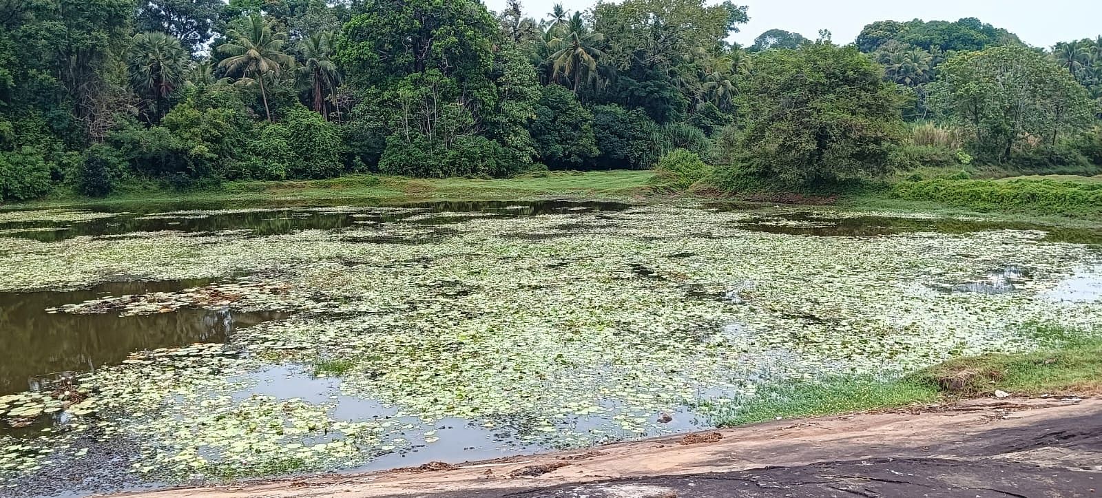 ಮೂರು ಗ್ರಾಮಗಳಿಗೆ ನೀರುಣಿಸುವ ಸೊರ್ಕಳ ಕೆರೆ ಹೂಳು ತುಂಬಿ ಸೊರಗಿದೆ