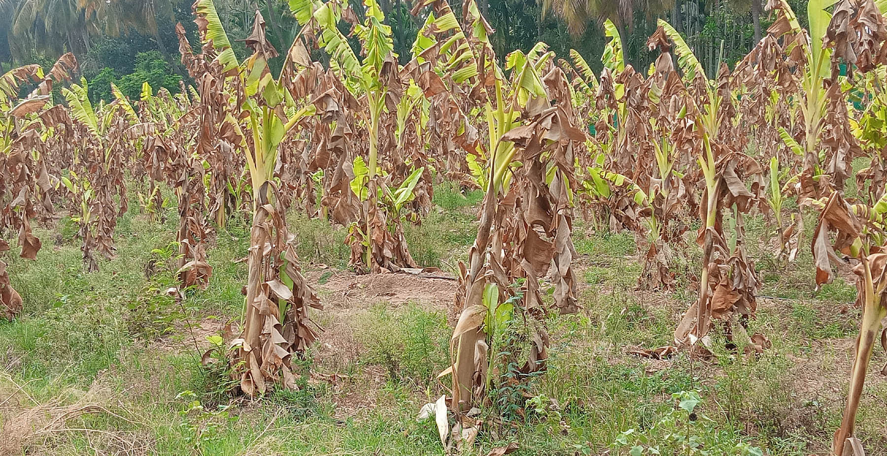 ಧರ್ಮಪುರ ಹೋಬಳಿಯ ಹಲಗಲದ್ದಿ ಗ್ರಾಮದ ರೈತ ಎಚ್.ಆರ್.ವೀರಭದ್ರಪ್ಪನವರ ಬಾಳೆತೋಟ ನೀರಿಲ್ಲದೆ ಒಣಗಿರುವುದು.