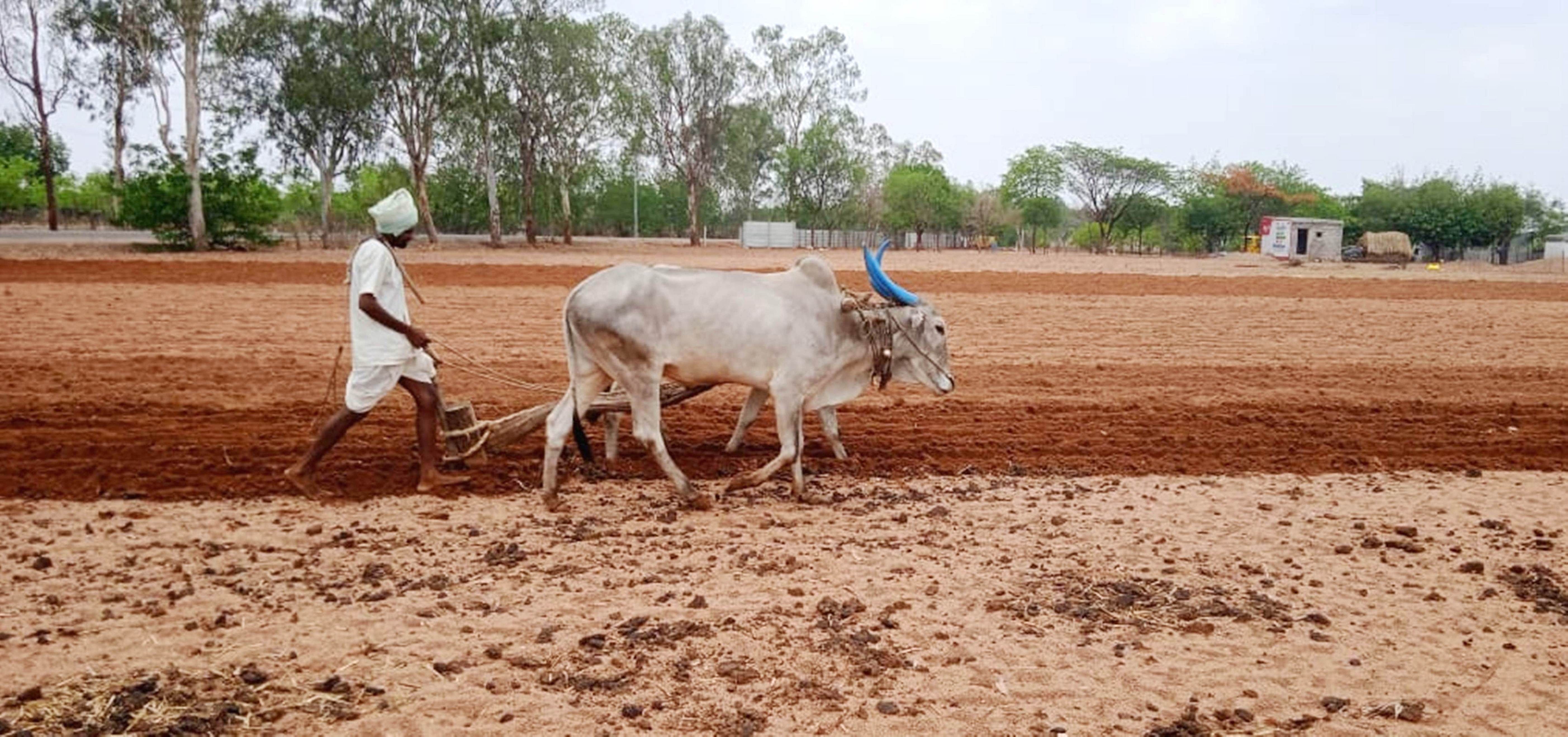 ಕುಷ್ಟಗಿ ಬಳಿ ರೈತ ಹೊನ್ನಪ್ಪ ನಿಡಶೇಸಿ ನೇಗಿಲು ಹೊಡೆದು ಹೊಲ ಹದಗೊಳಿಸಿದರು