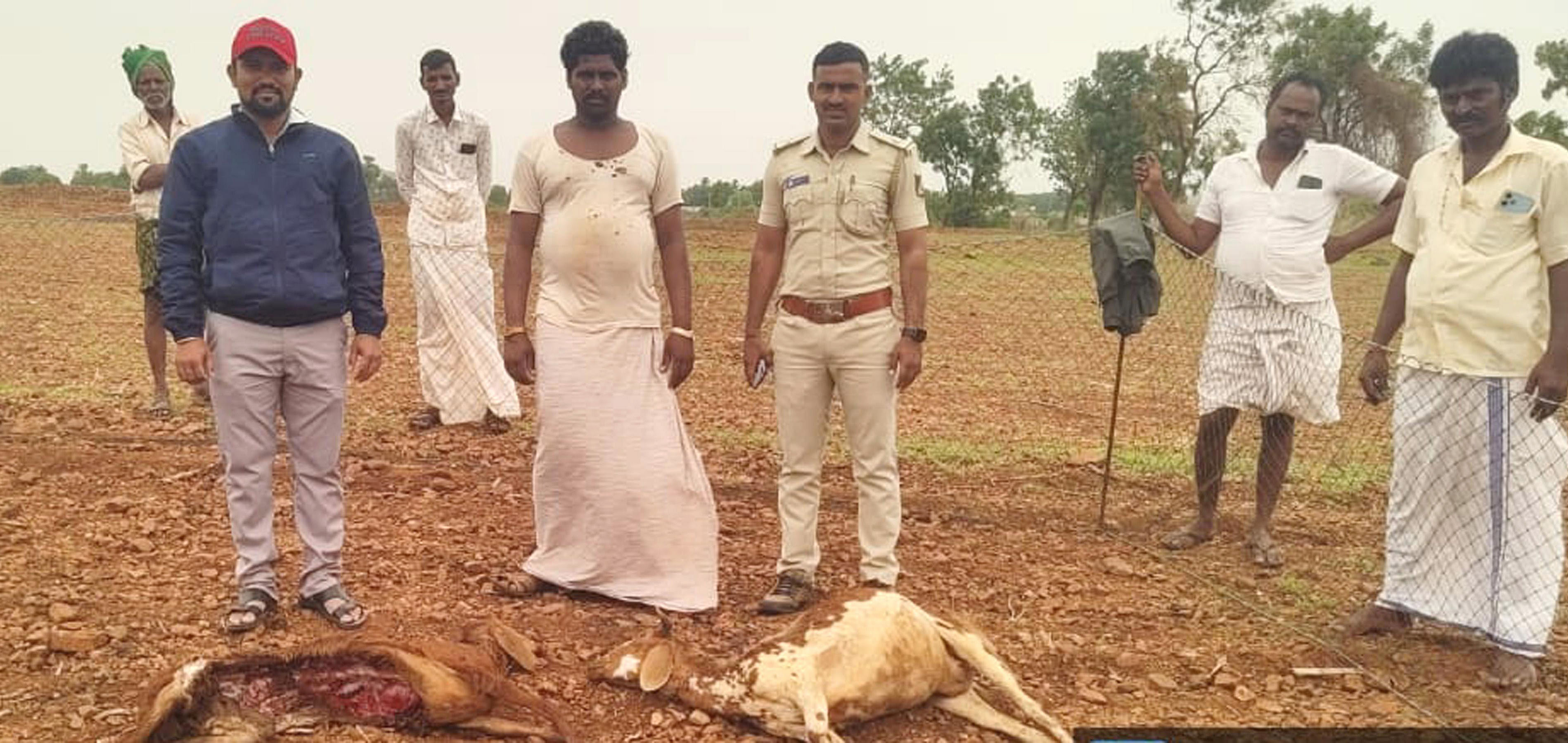 ಕಂಪ್ಲಿ ತಾಲ್ಲೂಕು ಸೋಮಲಾಪುರ ಗ್ರಾಮದ ಕುರಿ ಮಂದೆಯ ಮೇಲೆ ಚಿರತೆ ದಾಳಿ ಮಾಡಿದ್ದು, ಮೃತಪಟ್ಟ ಕುರಿಗಳನ್ನು ಪಶು ವೈದ್ಯಾಧಿಕಾರಿ ಡಾ. ಪ್ರದೀಪ್‍ಕುಮಾರ್, ಬೀಟ್ ಫಾರೆಸ್ಟರ್ ಬಿ. ರಾಘವೇಂದ್ರ ಸೋಮವಾರ ಪರಿಶೀಲಿಸಿದರು