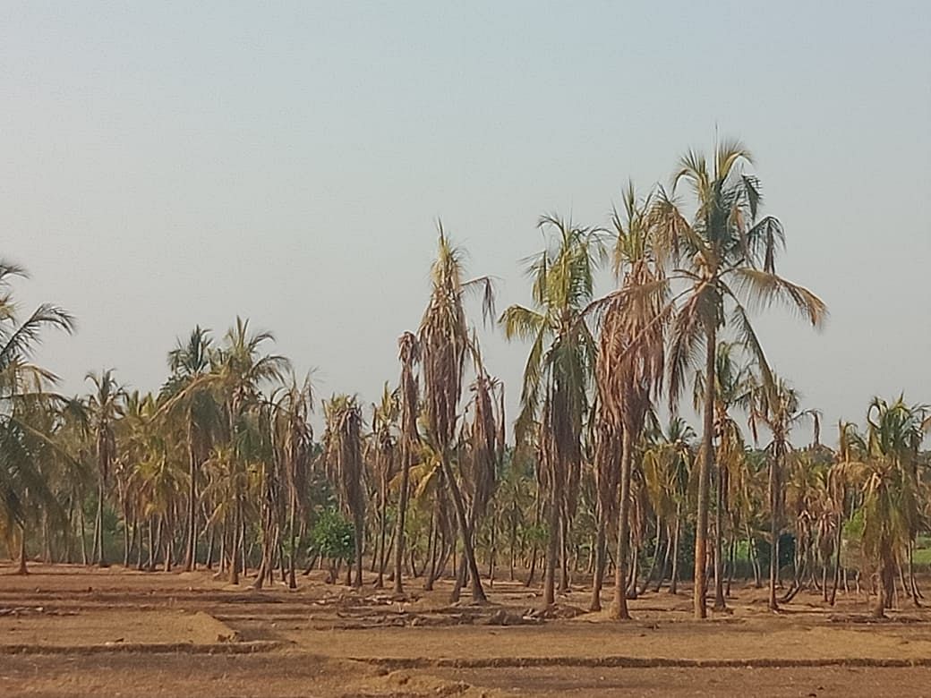 ಮದ್ದೂರು ತಾಲ್ಲೂಕಿನಲ್ಲಿ ನೀರಿಲ್ಲದೆ ಒಣಗುತ್ತಿರುವ ತೆಂಗು