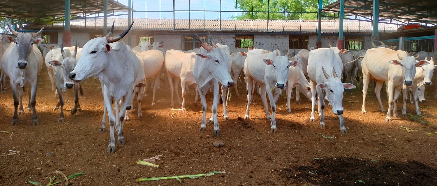  ಬಾಸೂರು ಅಮೃತಮಹಲ್‌ ಕಾವಲಿನಲ್ಲಿರುವ ಜಾನುವಾರುಗಳು