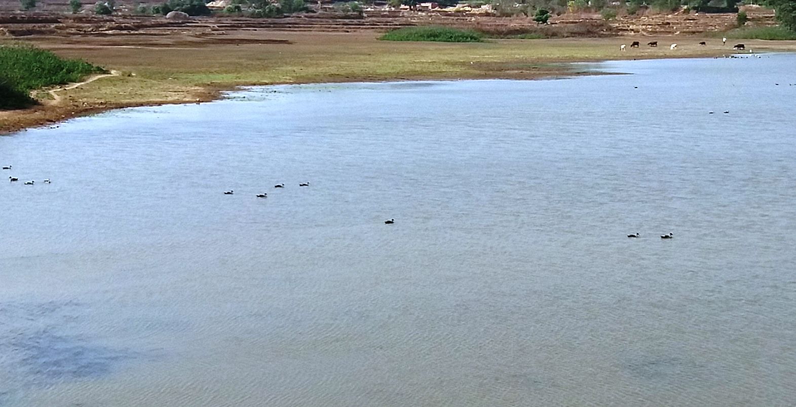 ಖಾನಾಪುರ ತಾಲ್ಲೂಕಿನ ಸಣ್ಣ ಹೊಸೂರು ಗ್ರಾಮದ ಕೆರೆಯ ನೀರಿನಲ್ಲಿ ವಿಹರಿಸುತ್ತಿರುವ ಬಾನಾಡಿಗಳು