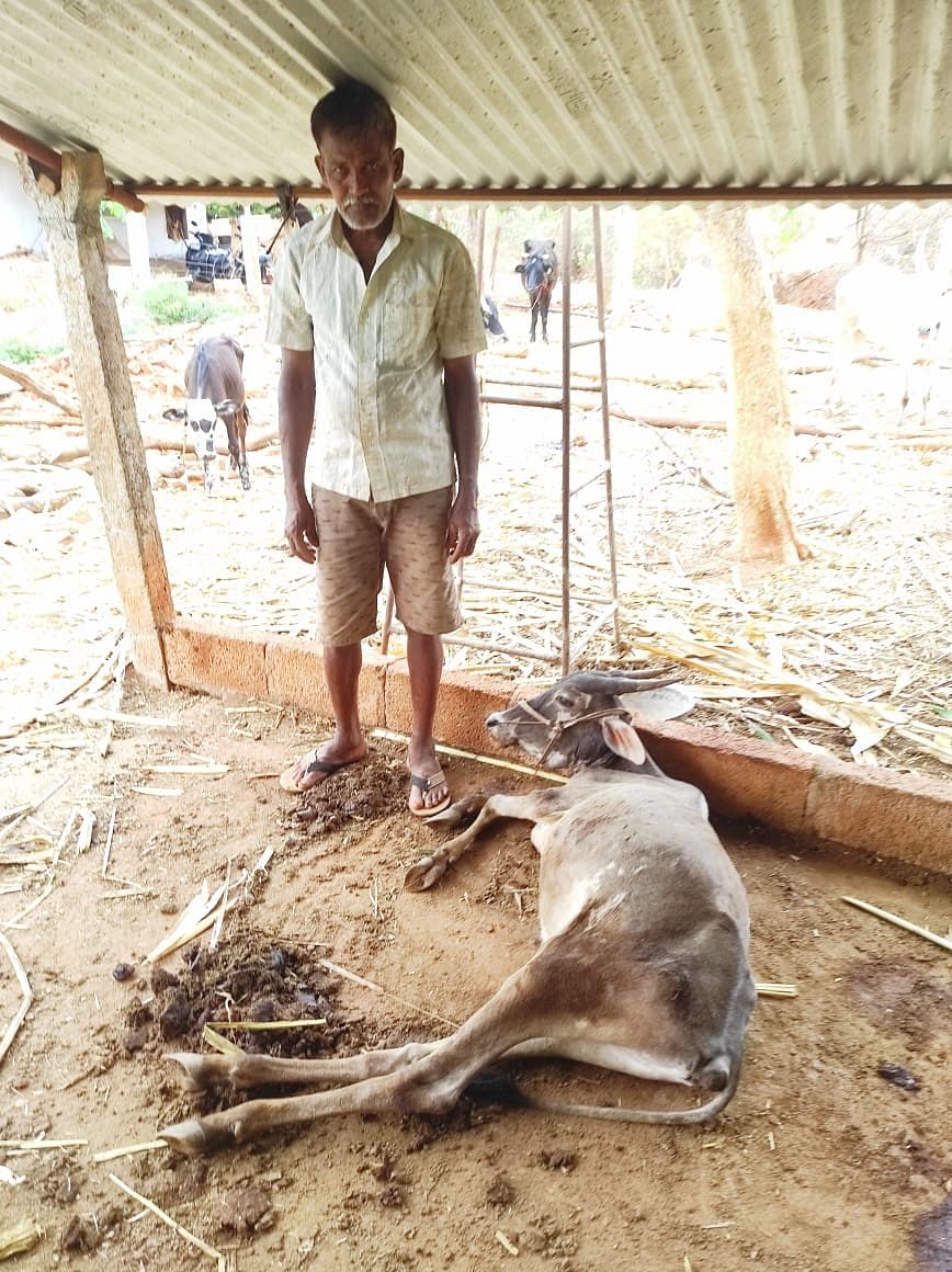 ತಾಲ್ಲೂಕಿನ ಅರೇಪಾಳ್ಯ ಗ್ರಾಮದ ಕಾಡಂಚಿನ ಪ್ರದೇಶದಲ್ಲಿ ಚಿರತೆ ದಾಳಿಗೆ ಹಸು ಭಾನುವಾರ ಸಂಜೆ ಬಲಿಯಾಗಿದೆ‌.