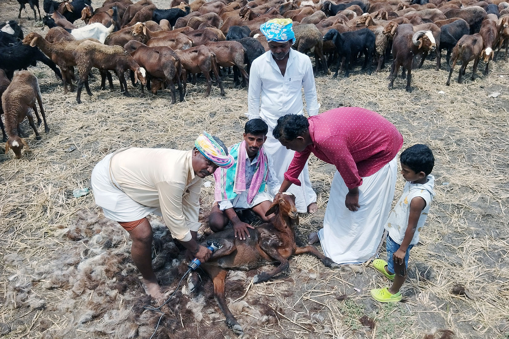 ಕವಿತಾಳ ಸಮೀಪದ ಮಲ್ಲದಗುಡ್ಡ ಗ್ರಾಮದಲ್ಲಿ ಕಟಾವು ಯಂತ್ರ ಬಳಸಿ ಕುರಿ ಉಣ್ಣೆ ತೆಗೆಯುತ್ತಿರುವುದು