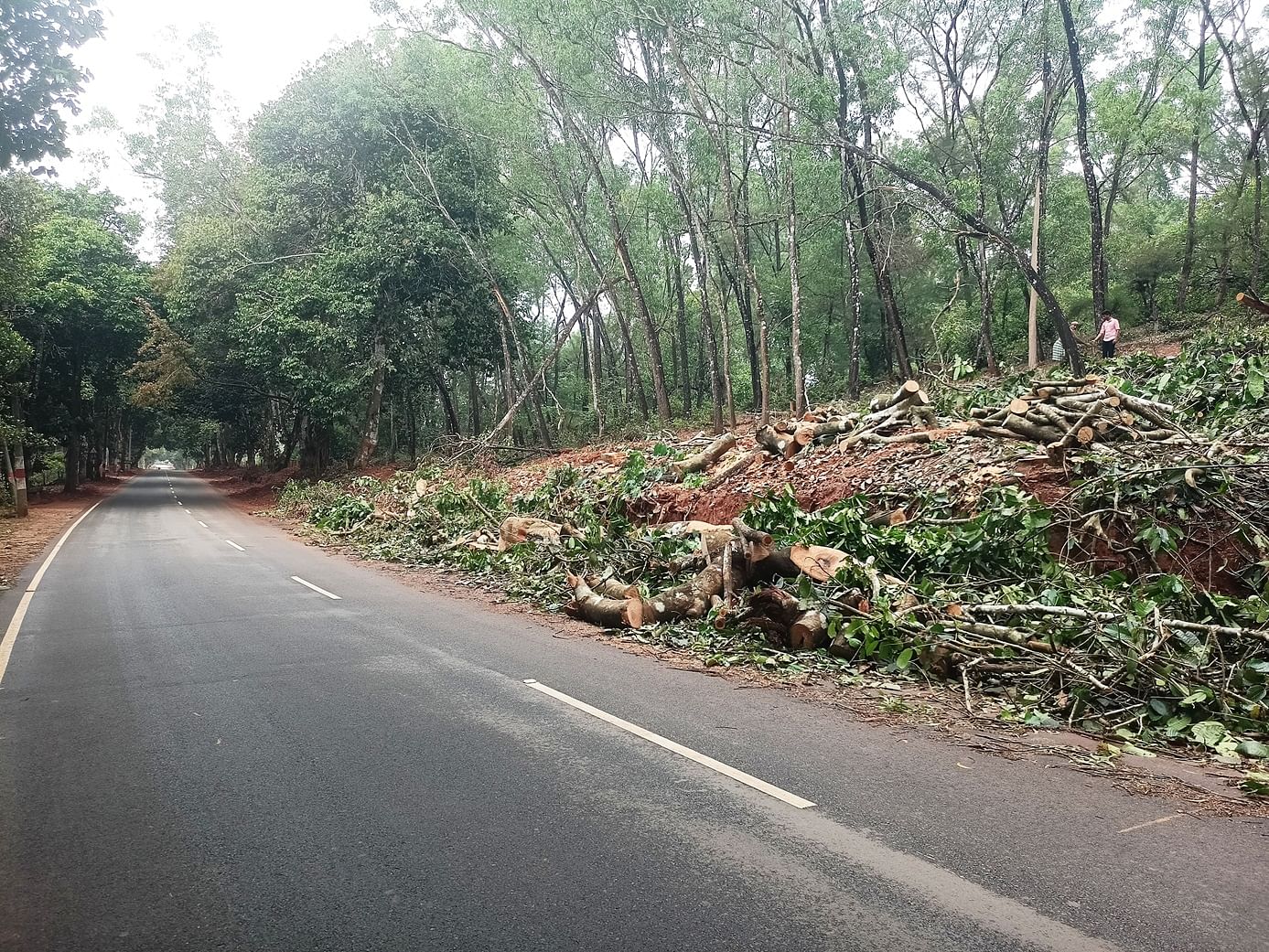 ತೀರ್ಥಹಳ್ಳಿ ತಾಲ್ಲೂಕಿನ ಗುಡ್ಡೇಕೊಪ್ಪ ಗ್ರಾಮ ಪಂಚಾಯಿತಿ ವ್ಯಾಪ್ತಿಯ ಹಿರೇಸರ ಮಜರೆ ಗ್ರಾಮದಲ್ಲಿ ಮರಗಳನ್ನು ಕಟಾವು ಮಾಡಿರುವುದು