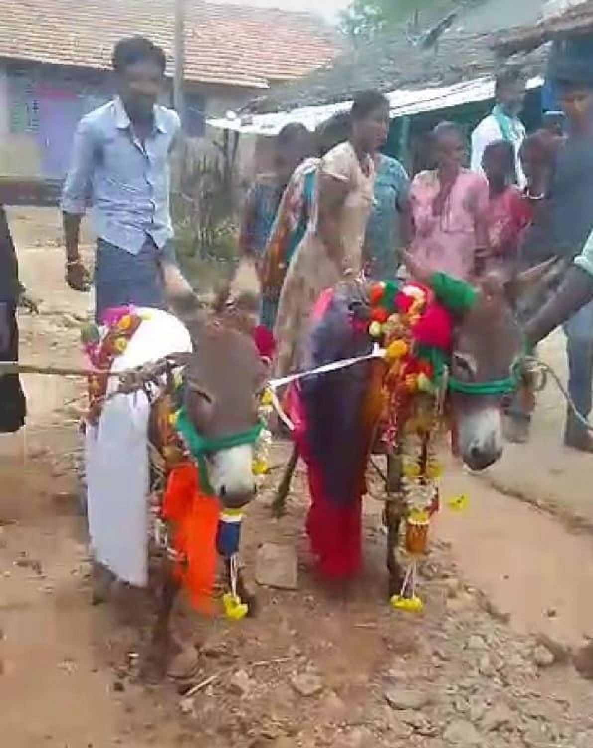 ಹೊಸದುರ್ಗದ ರಂಗೈನೂರಿನಲ್ಲಿ ಮಳೆಗಾಗಿ ಪ್ರಾರ್ಥಿಸಿ ಕತ್ತೆಗಳ ಮದುವೆ ಮಾಡಲಾಯಿತು