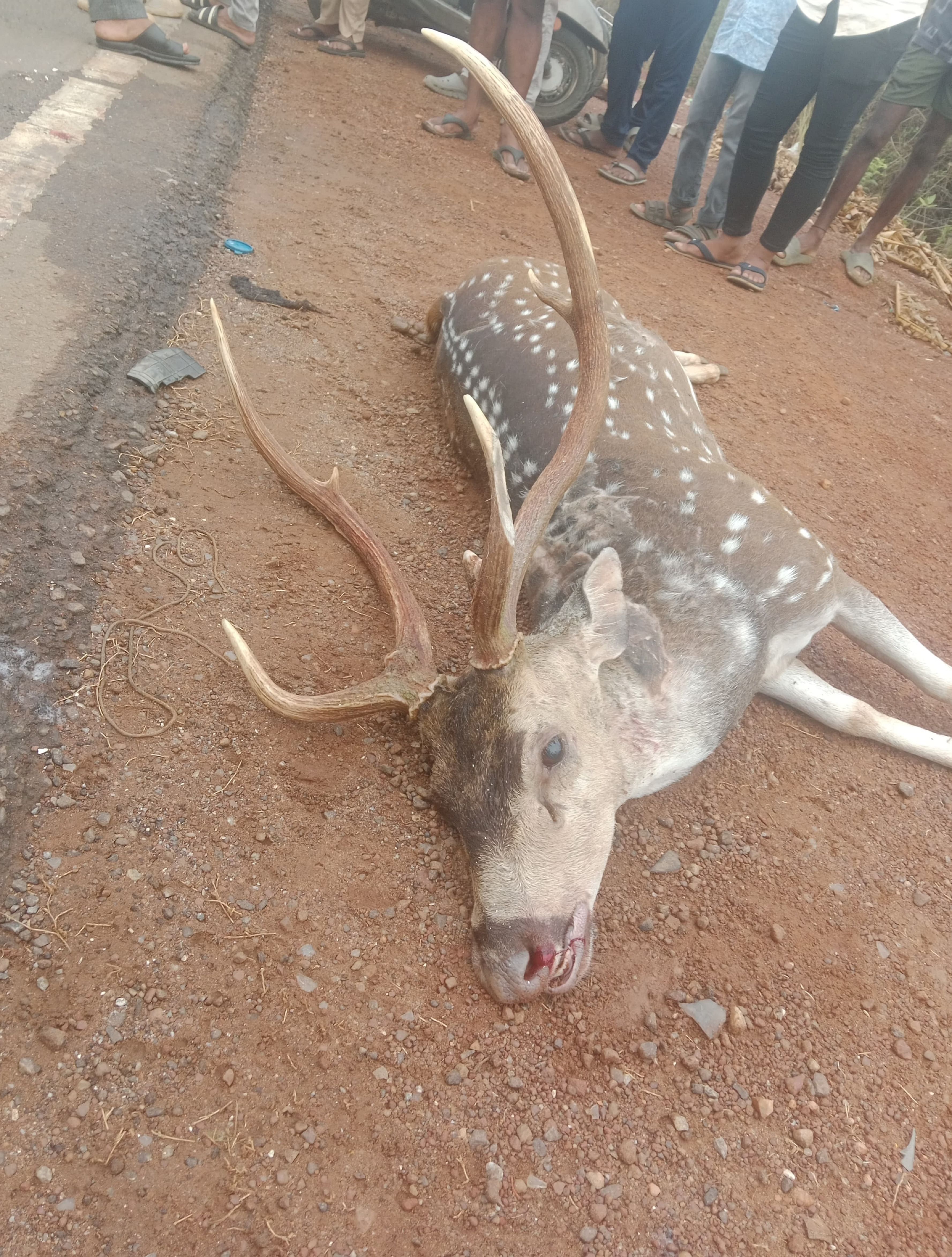 ಕಾರು ಡಿಕ್ಕಿ ಹೊಡೆದು ಮೃತಪಟ್ಟ ಸಾರಂಗ