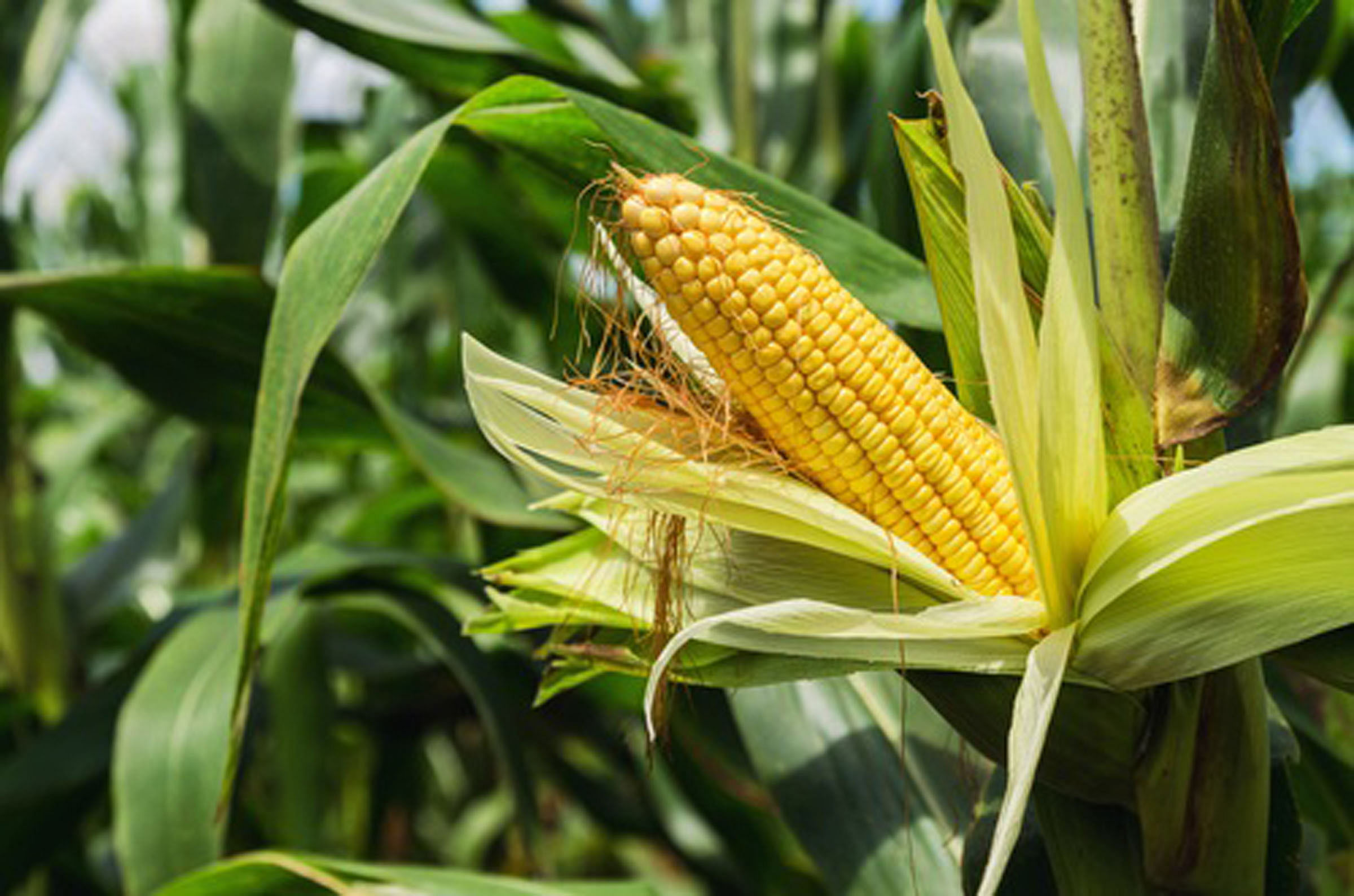 ಪಾಪ್‌ಕಾರ್ನ್ ಮೆಕ್ಕೆಜೋಳದ ತೆನೆ