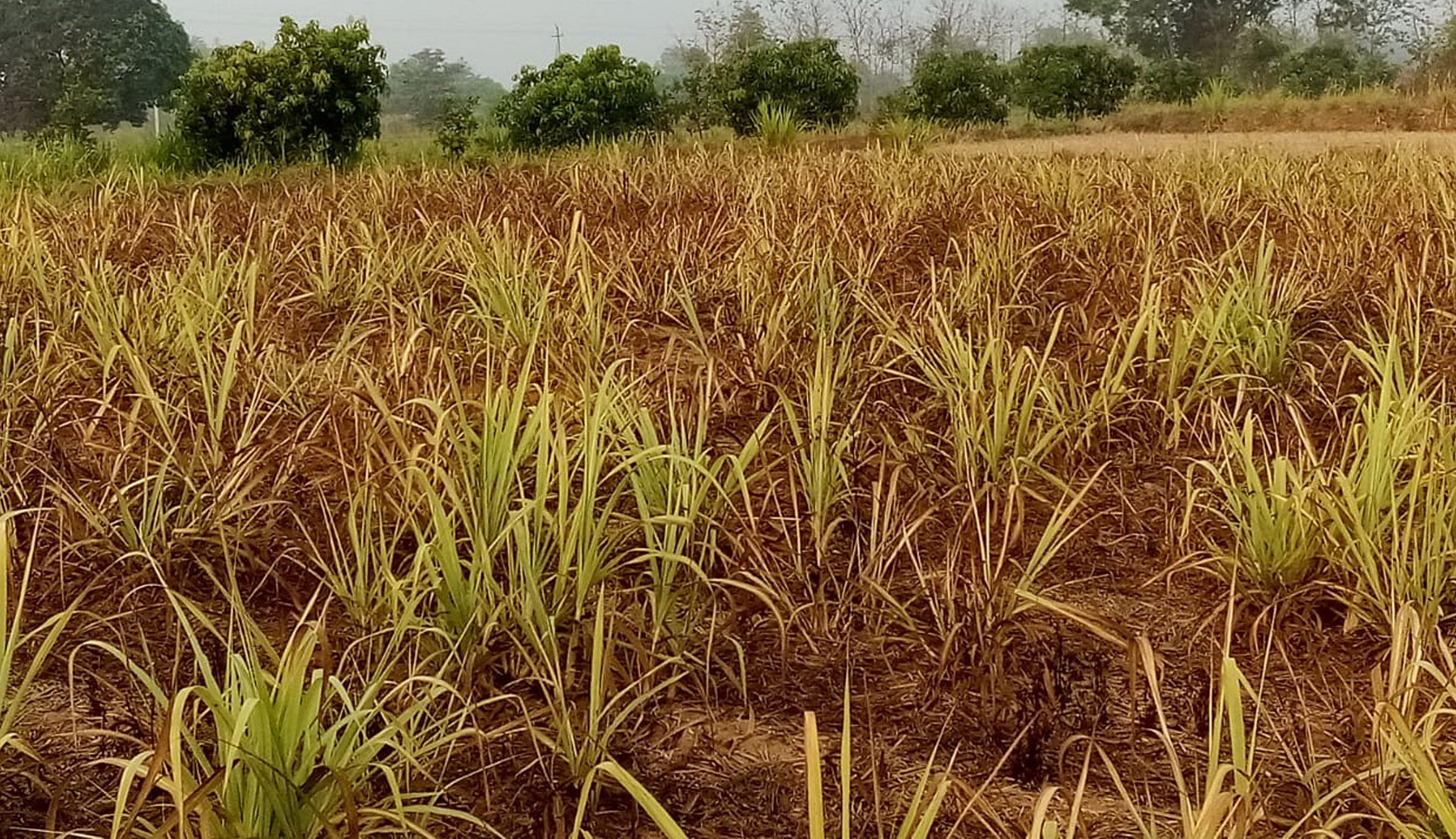 ಚನ್ನಮ್ಮನ ಕಿತ್ತೂರು ತಾಲ್ಲೂಕಿನಲ್ಲಿ ಮಳೆ ಕೊರತೆಯಿಂದ ಒಣಗುತ್ತ ಸಾಗಿದ್ದ ಕಬ್ಬು