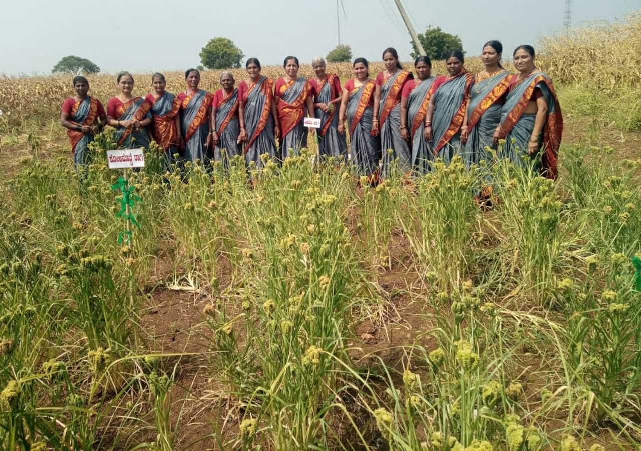 ಧಾರವಾಡ ಜಿಲ್ಲೆಯ ಕುಂದಗೋಳ ತಾಲ್ಲೂಕಿನ ಮತ್ತಿಗಟ್ಟಿಯ ವಿನಾಯಕ ಸ್ತ್ರೀ ಶಕ್ತಿ ಸಂಘದ ಮಹಿಳೆಯರು ರಾಗಿಯ 77 ತಳಿಗಳ ಬೀಜ ಬೆಳೆದು ಗಮನ ಸೆಳೆದಿದ್ದಾರೆ