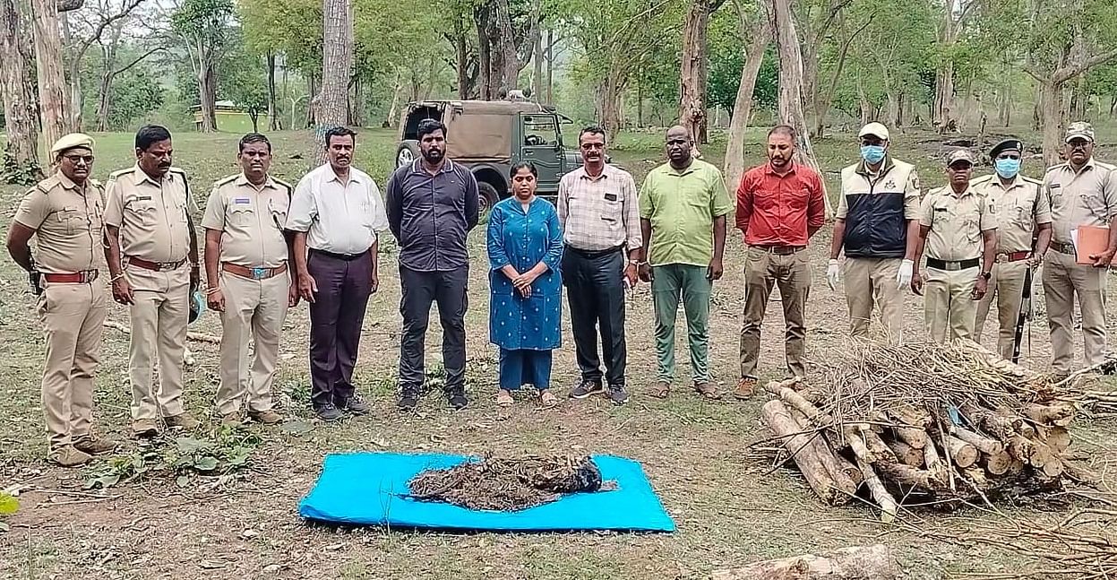 ಗುಂಡ್ಲುಪೇಟೆ ತಾಲ್ಲೂಕಿನ ಬಂಡೀಪುರ ಹುಲಿ ಸಂರಕ್ಷಿತ ಪ್ರದೇಶದ ಹೆಡಿಯಾಲ ಉಪ ವಿಭಾಗ ವ್ಯಾಪ್ತಿಯಲ್ಲಿ ಕೊಳೆತ ಸ್ಥಿತಿಯಲ್ಲಿ ಪತ್ತೆಯಾಗಿರುವ ಹುಲಿಯೊಂದರ ಮೃತದೇಹ