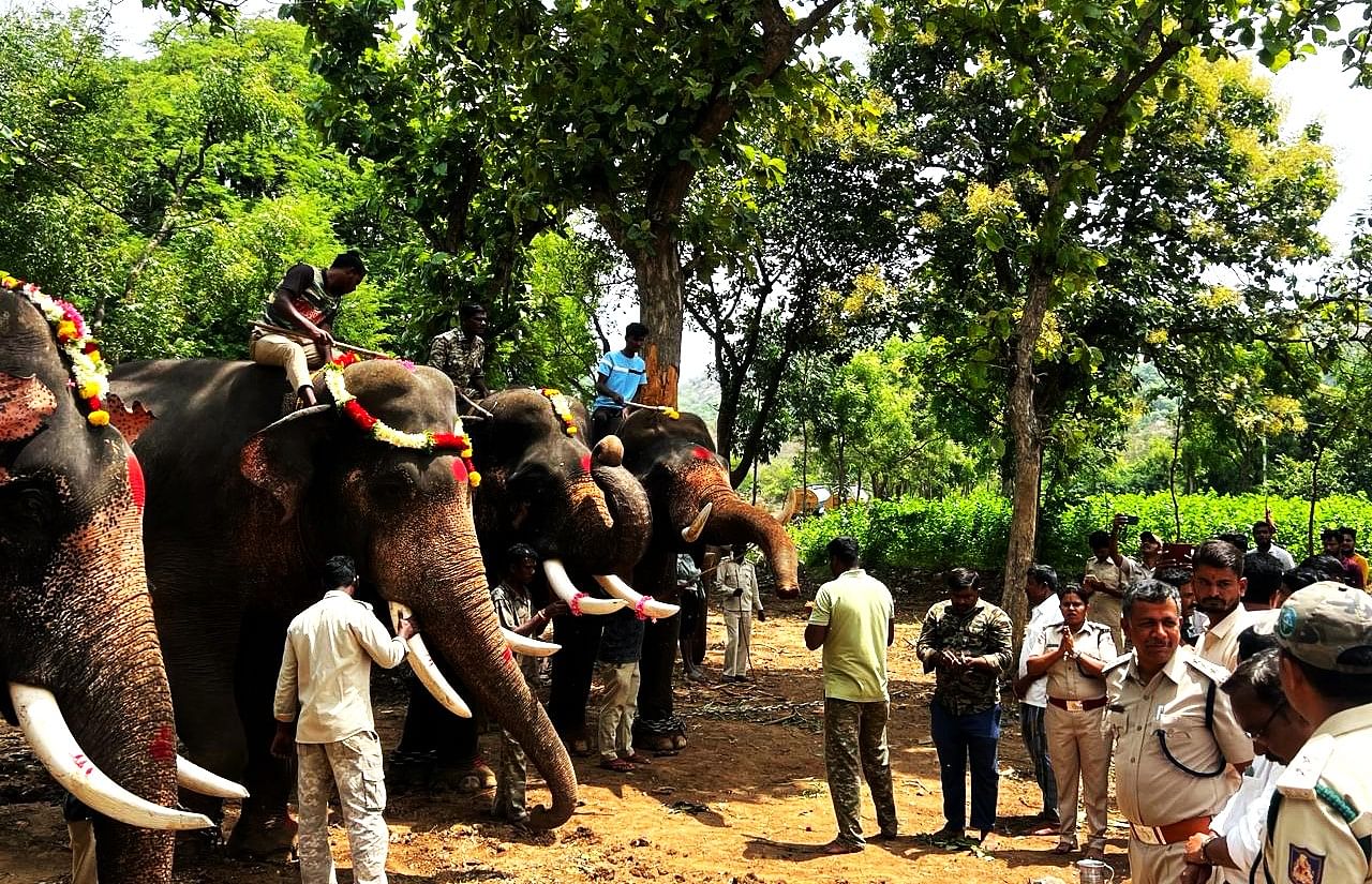 ಕಾಡಾನೆಗಳನ್ನು ಓಡಿಸುವ ಕಾರ್ಯಾಚರಣೆಗೆ ಸಾಕಿದ ಆನೆಗಳಿಗೆ ಪೂಜೆ ನಡೆಸಿದ ಅರಣ್ಯ ಅಧಿಕಾರಿಗಳು