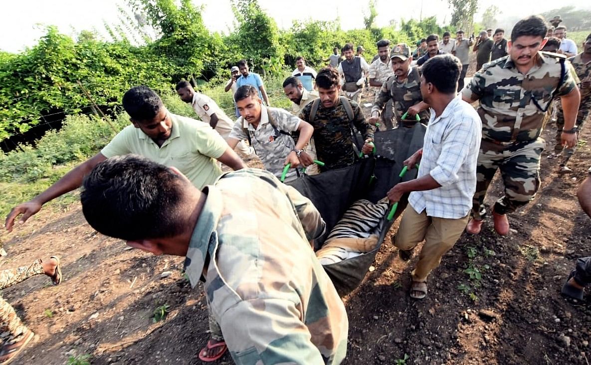 ಎಚ್‌.ಡಿ.ಕೋಟೆ ತಾಲ್ಲೂಕಿನ ಮಳಲಿ ಗ್ರಾಮದಲ್ಲಿ ಸೋಮವಾರ ಅರಣ್ಯ ಸಿಬ್ಬಂದಿ ಹುಲಿಯನ್ನು ಸೆರೆ ಹಿಡಿದು ಸಾಗಿಸಿದರು