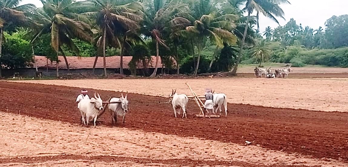 ಕೊಟ್ಟೂರು ತಾಲ್ಲೂಕಿನ ರಾಂಪುರ ಗ್ರಾಮದಲ್ಲಿ ಉತ್ತಮ ಮಳೆಯಾಗಿದ್ದರಿಂದ ರೈತರು ಬಿತ್ತನೆ ಕಾರ್ಯದಲ್ಲಿ ತೊಡಗಿರುವುದು