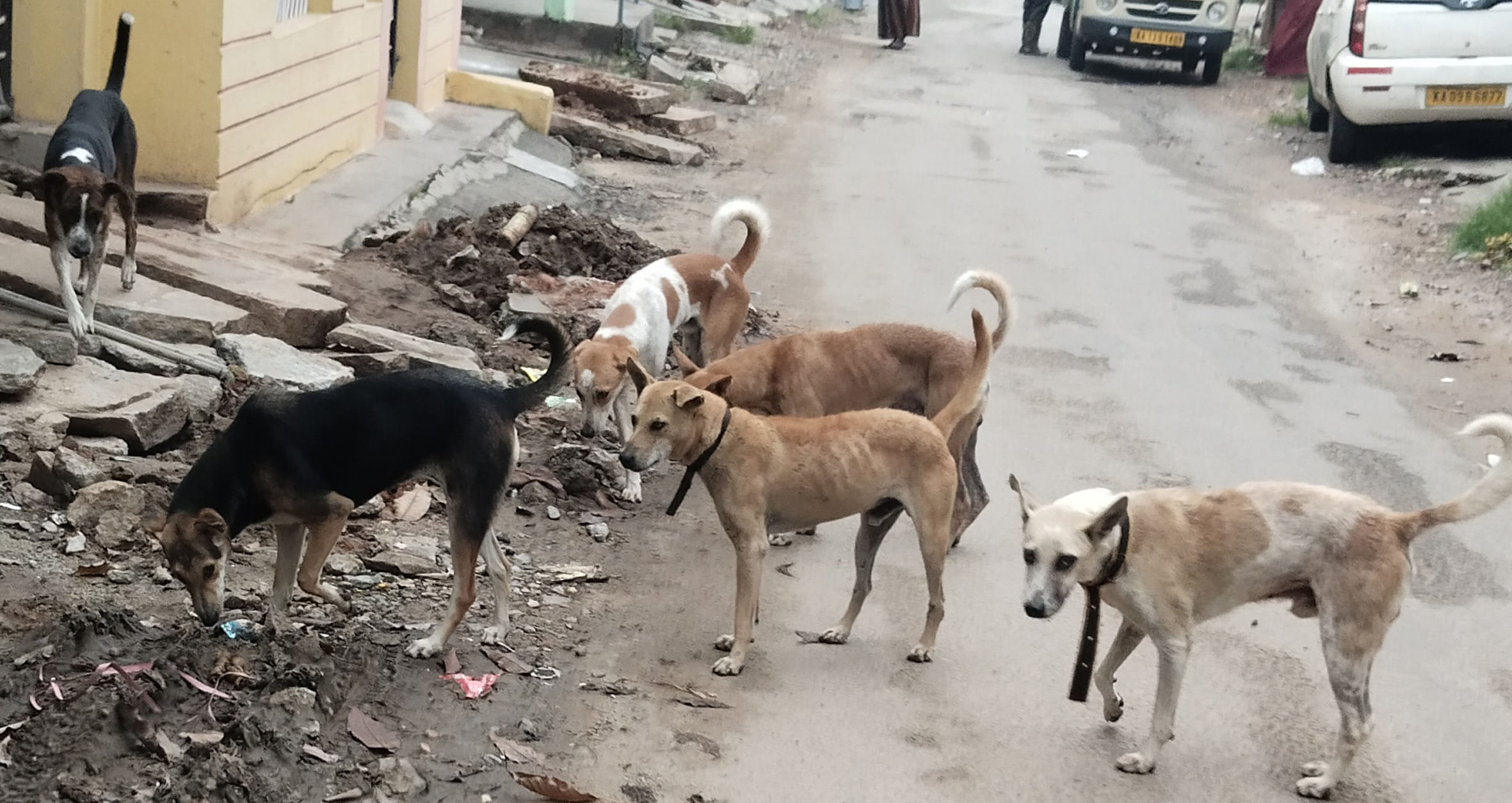 ಚನ್ನರಾಯಪಟ್ಟಣದಲ್ಲಿ ಗುಂಪುಗೂಡಿರುವ ಬೀದಿನಾಯಿಗಳು
