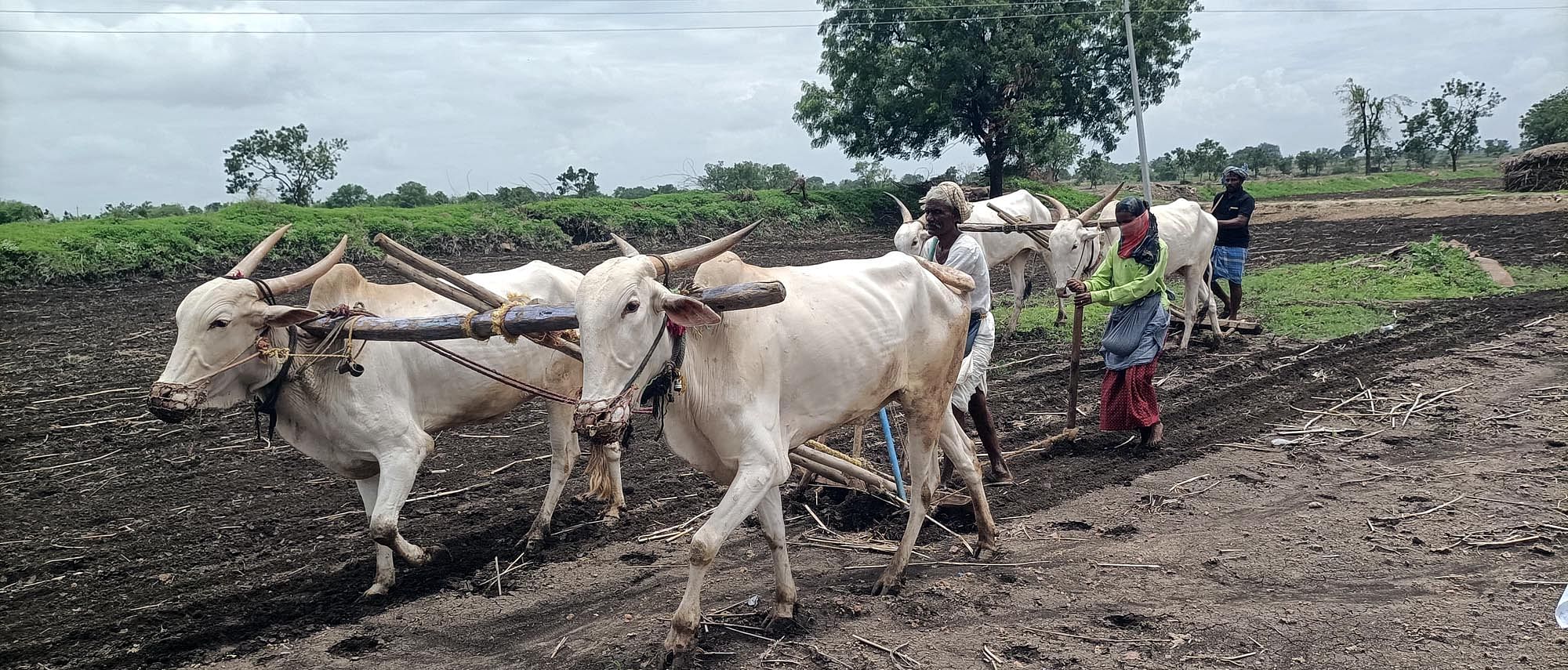 ಮುದ್ದೇಬಿಹಾಳ ತಾಲ್ಲೂಕಿನ ಕವಡಿಮಟ್ಟಿಯಲ್ಲಿ ರೈತ ಪವಾಡಸ್ವಾಮಿ ಶಿವಯೋಗಿಮಠ ಹೊಲದಲ್ಲಿ ಬಿತ್ತನೆ ಕಾರ್ಯದಲ್ಲಿ ತೊಡಗಿಕೊಂಡಿದ್ದಾರೆ