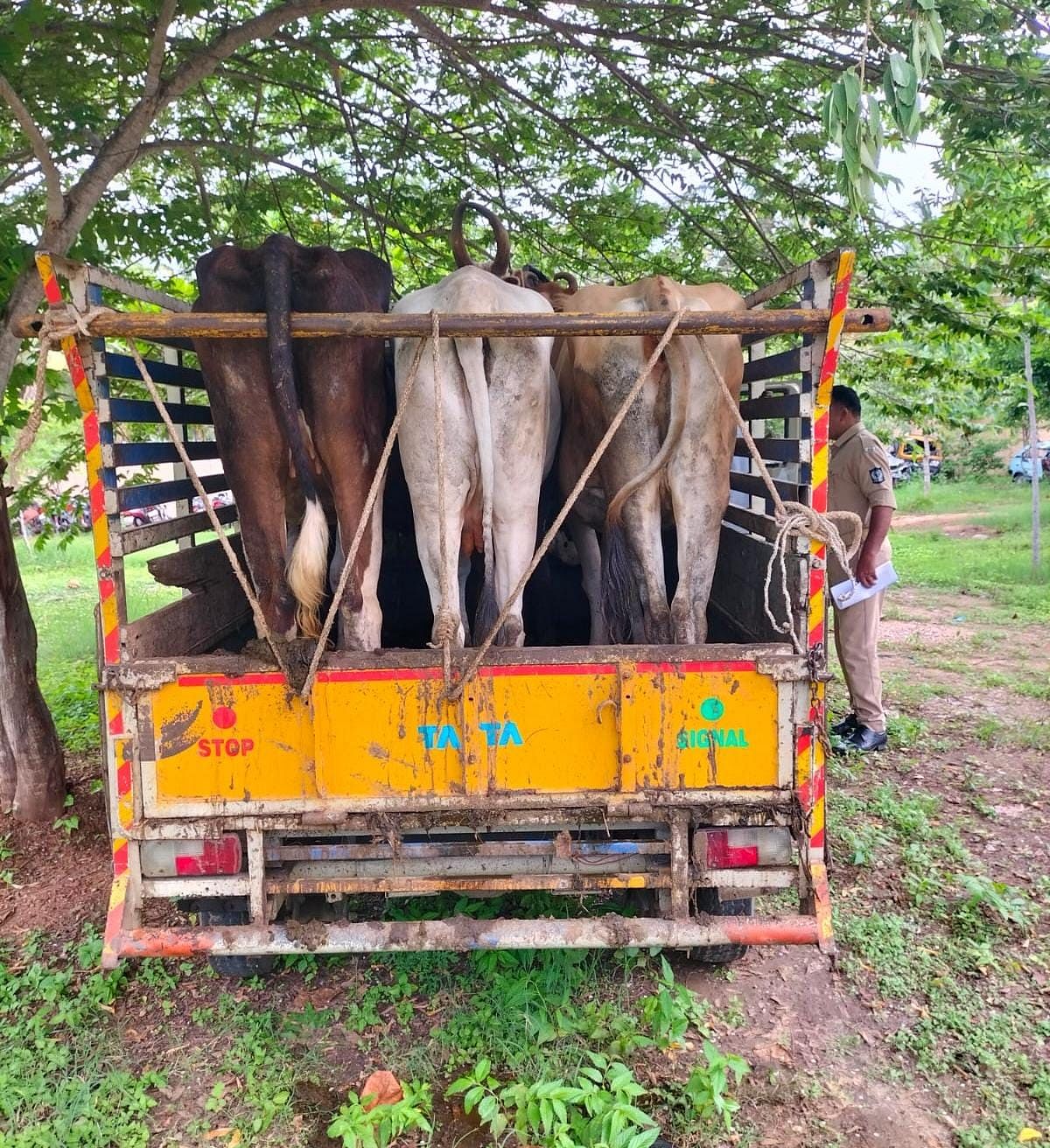 ಗುಂಡ್ಲುಪೇಟೆ ತಾಲ್ಲೂಕಿನ ಬೇಗೂರು ಠಾಣೆ ಪೊಲೀಸರು ಕಸಾಯಿ ಖಾನೆಗೆ ಅಕ್ರಮವಾಗಿ ಸಾಗಿಸುತ್ತಿದ್ದ ಐದು ಜಾನುವಾರುಗಳನ್ನು ರಕ್ಷಣೆ ಮಾಡಿರುವುದು.