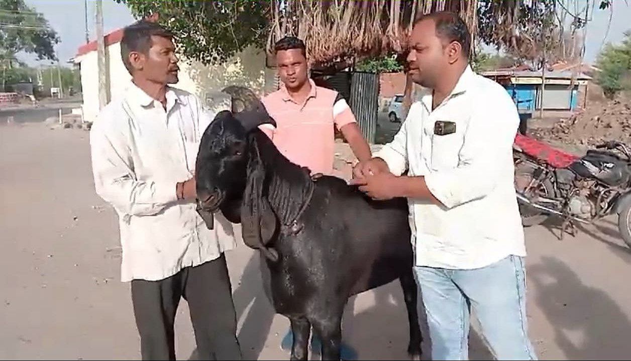 ಚಿಕ್ಕೋಡಿ ತಾಲ್ಲೂಕಿನ ಇಟ್ನಾಳ ಗ್ರಾಮದ ರೈತ ಶಿವಪ್ಪ ಶೆಂಡೂರೆ (ಎಡ ತುದಿ) ಅವರು ತಾವು ಸಾಕಿದ ಪಂಜಾಬ್‌ನ ಬೀಟಲ್ ತಳಿಯ 4 ಅಡಿ ಎತ್ತರ 170 ಕೆಜಿ ತೂಕದ ಮೇಕೆಯನ್ನು ಬಕ್ರೀದ್ ಹಬ್ಬದ ಹಿನ್ನೆಲೆಯಲ್ಲಿ ₹ 1.80 ಲಕ್ಷಕ್ಕೆ ಮಾರಿದ್ದಾರೆ. ವಾಸೀಂ ಬಿಜಾಪುರ (ಬಲ ತುದಿ) ಎಂಬುವರು ಖರೀದಿಸಿದ್ದಾರೆ.