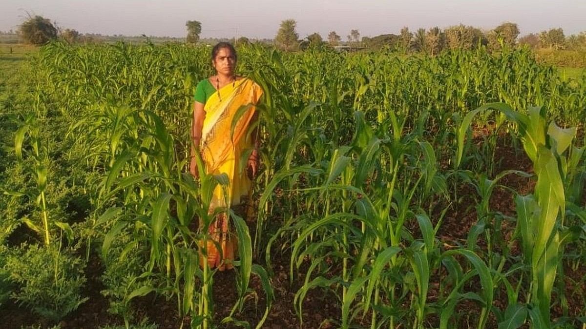 ಹುಬ್ಬಳ್ಳಿ ತಾಲ್ಲೂಕಿನ ಸುಳ್ಳದ ರೈತ ಮಹಿಳೆ ಸುನಂದ ಉಳ್ಳಾಗಡ್ಡಿ ತಾವು ಬೆಳೆದ ಜೋಳದ ಬೆಳೆಯೊಂದಿಗೆ