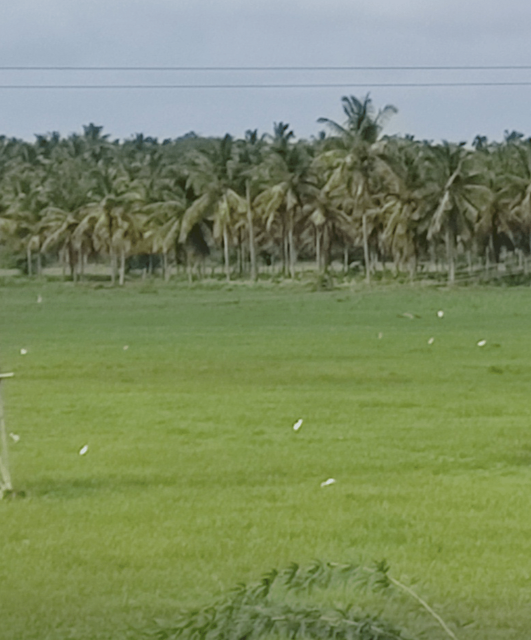 ಗುಬ್ಬಿ ತಾಲ್ಲೂಕಿನಲ್ಲಿ ಮಳೆಯಿಂದಾಗಿ ಗದ್ದೆ ಬಯಲಿನಲ್ಲಿ ಹಸಿರು ಚಿಗುರಿದೆ