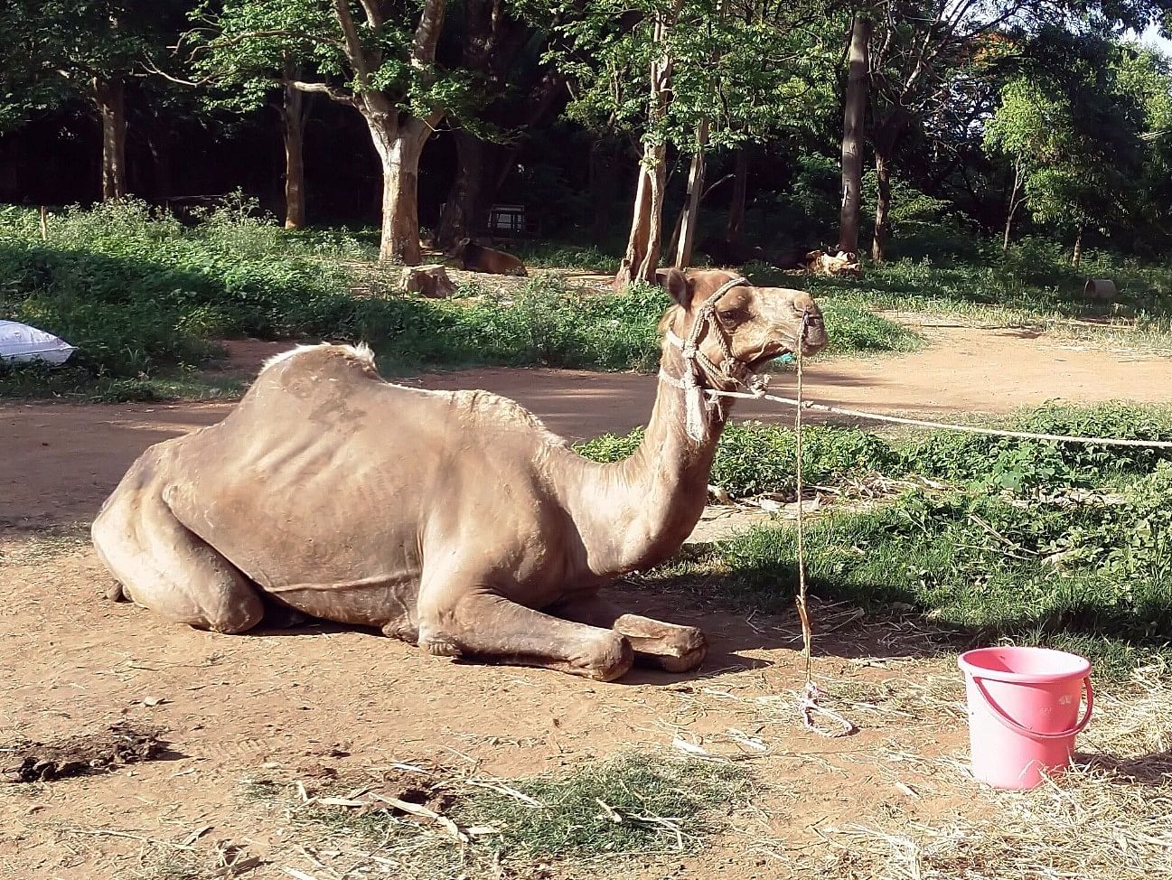 ಸಾರ್ವಜನಿಕರಿಂದ ರಕ್ಷಿಸಲ್ಪಟ್ಟ ಒಂಟೆ