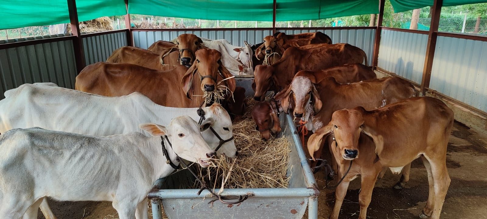 ಹನೂರು ತಾಲ್ಲೂಕಿನ ಚೆನ್ನಾಲಿಂಗನಹಳ್ಳಿ ಗ್ರಾಮದಲ್ಲಿ ನಾಗರಾಜು ಅವರು ಸಾಕುತ್ತಿರುವ ಗಿರ್ ತಳಿಯ ರಾಸುಗಳು
