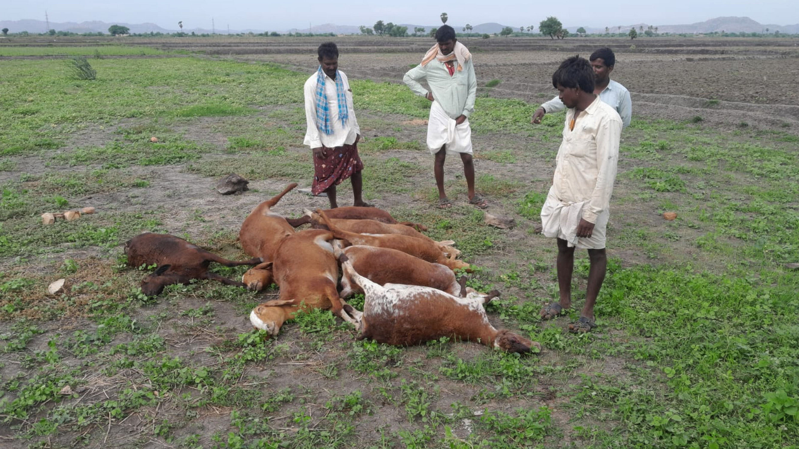 ಕಂಪ್ಲಿ ತಾಲ್ಲೂಕು ಸಂಚಯ್ಯ ಕ್ಯಾಂಪ್ ಬಳಿಯ ಗದ್ದೆಯಲ್ಲಿ ಪಿಳ್ಳೆ ಪೆಸರು ಹಸಿರು ಮೇವು ಸೇವಿಸಿ ಅಸ್ವಸ್ಥಗೊಂಡ ಎಂಟು ಕುರಿಗಳು ಮೃತಪಟ್ಟಿರುವ ದೃಶ್ಯ