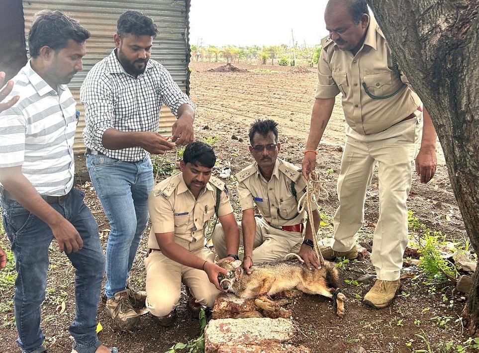 ಔರಾದ್ ತಾಲ್ಲೂಕಿನ ಪಾಶಾಪುರದಲ್ಲಿ ಬಾವಿಯಲ್ಲಿ ಬಿದ್ದ ನರಿ ರಕ್ಷಣೆ ಮಾಡಿದ ಸಿಬ್ಬಂದಿ