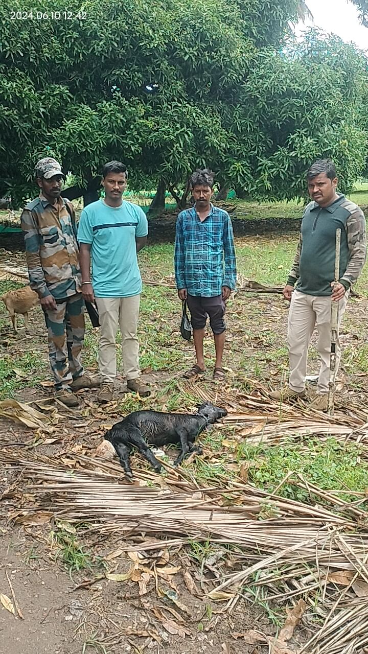 ಹನೂರು ಸಮೀಪದ ಗುಂಡಾಲ್ ಡ್ಯಾಂ ಬಳಿ‌ ಮಹೇಶ್ ಎಂಬುವವರಿಗೆ ಸೇರಿದ ಮೇಕೆಯನ್ನು ಚಿರತೆ ಕೊಂದು ಹಾಕಿರುವುದು.