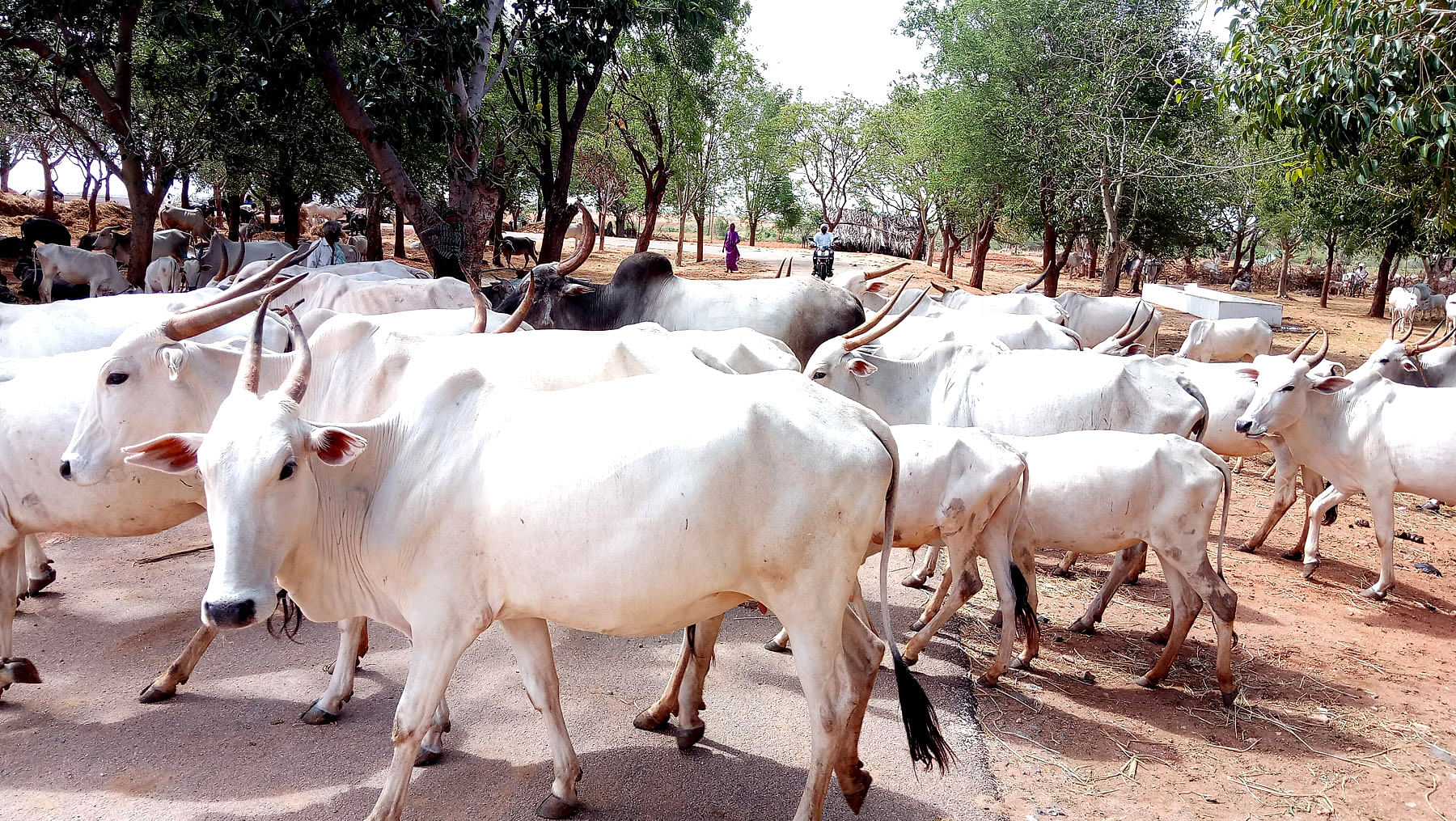 ಸಾಂದರ್ಭಿಕ ಚಿತ್ರ