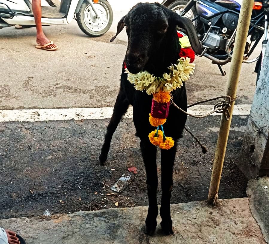 ಕಾಂಗ್ರೆಸ್‌ ಅಭ್ಯರ್ಥಿ ಡಿ.ಕೆ.ಸುರೇಶ್‌ ಗೆಲ್ಲುತ್ತಾರೆ ಎಂದು ಬಾಜಿ ಕಟ್ಟಿರುವ ಮೇಕೆ