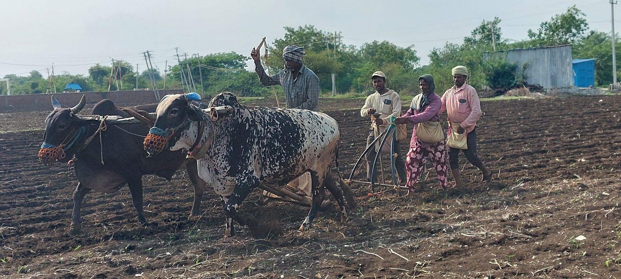 ಚಿಂಚೋಳಿ ಕಲಭಾವಿ ಮಾರ್ಗದ ರಸ್ತೆಯ ಬದಿಯ ಹೊಲದಲ್ಲಿ ರೈತರು ಮುಂಗಾರಿನ ತೊಗರಿ ಹಾಗೂ ಉದ್ದು ಬಿತ್ತನೆಯಲ್ಲಿ ತೊಡಗಿರುವುದು 