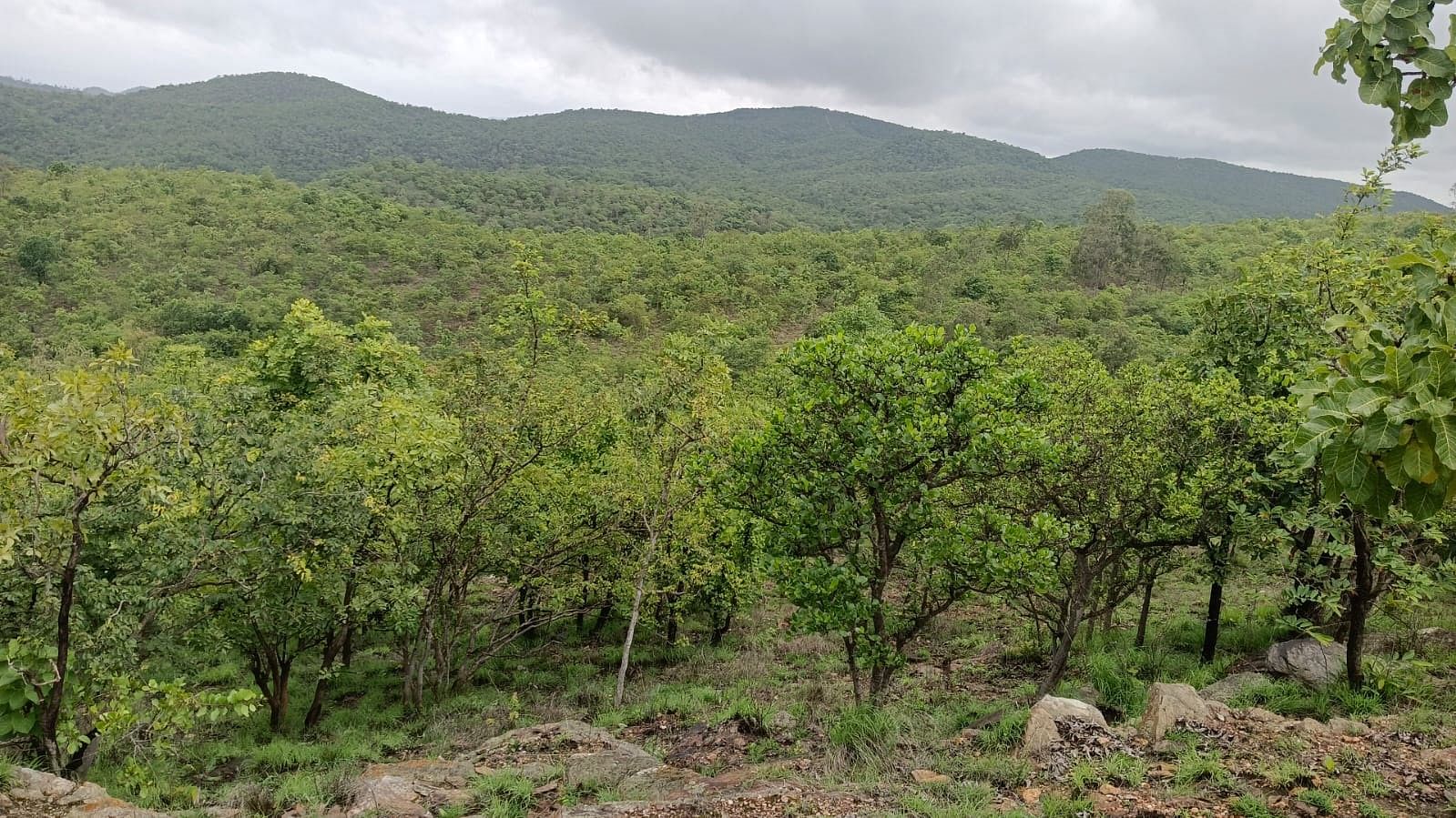 ಮಲೇಬೆನ್ನೂರು ಮನ್ನಾ ಜಂಗಲ್ ಮುಂಗಾರು ಮಳೆ ಸುರಿದ ಕಾರಣ ಮರಗಿಡ ಚಿಗುರಿ ಹಚ್ಚ ಹಸಿರಿನಿಂದ ಕಂಗೊಳಿಸುತ್ತಿದೆ