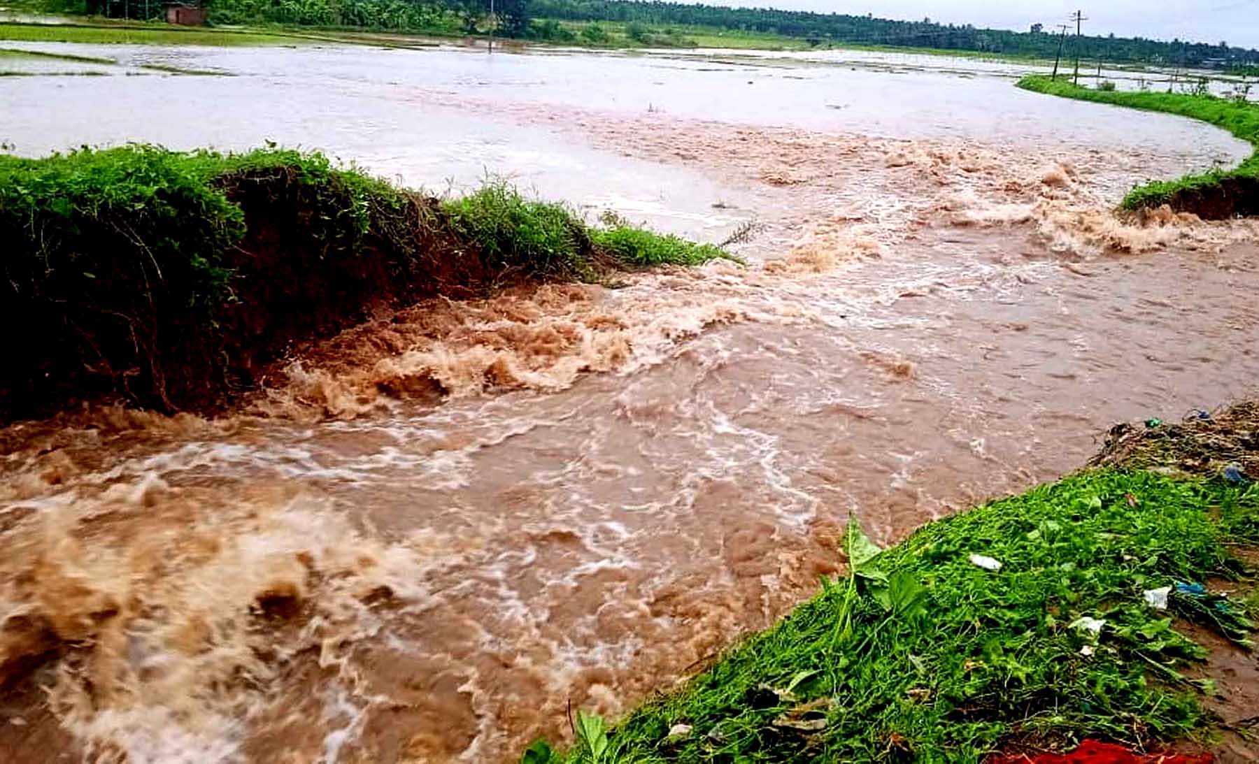 ದಾವಣಗೆರೆ ಜಿಲ್ಲೆಯ ಬಸವಾಪಟ್ಟಣ ಬಳಿ ಗುರುವಾರ ಮಧ್ಯಾಹ್ನ ಸುರಿದ ಮಳೆಯಿಂದಾಗಿ ಗದ್ದೆಯಲ್ಲಿ ನೀರು ತುಂಬಿ ಹರಿಯುತ್ತಿರುವುದು