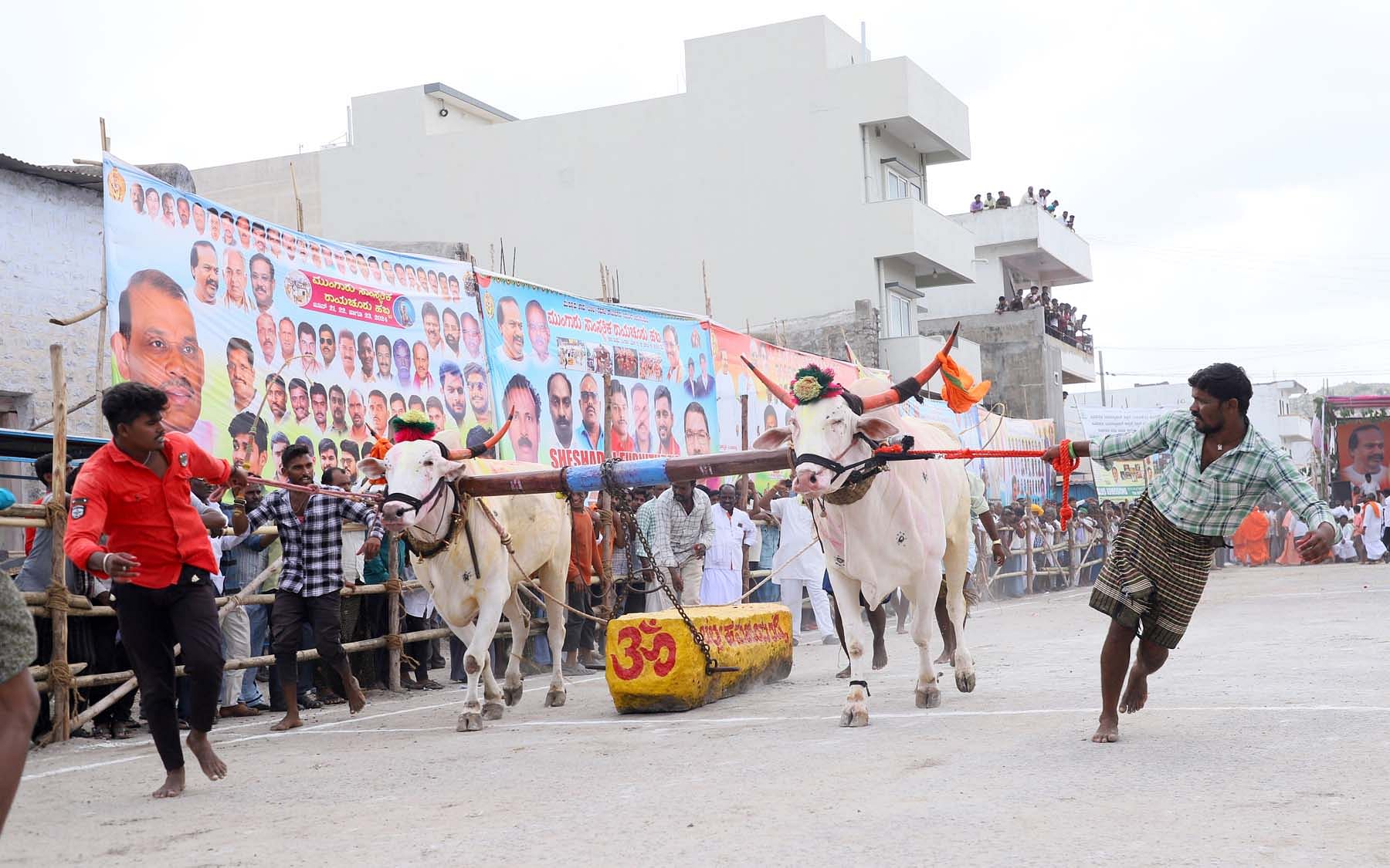 ರಾಯಚೂರಿನಲ್ಲಿ ಮುಂಗಾರು ಸಾಂಸ್ಕೃತಿಕ ರಾಯಚೂರು ಹಬ್ಬದ ಅಂಗವಾಗಿ ಶುಕ್ರವಾರ ನಡೆದ ಸ್ಪರ್ಧೆಯಲ್ಲಿ 1.50 ಟನ್ ಭಾರದ ಕಲ್ಲು ಎಳೆದ ದೇವದುರ್ಗ ತಾಲ್ಲೂಕಿನ ರಾಮದುರ್ಗ ಗ್ರಾಮದ ಎತ್ತುಗಳು