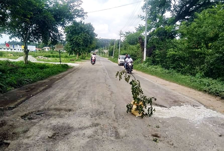 ಆಲ್ದೂರು ಸಮೀಪ ಬಿರಂಜಿ ಹೊಳೆ ಬಳಿ ಹೆದ್ದಾರಿಯ ಗುಂಡಿಯಲ್ಲಿ  ಮರದ ಕೊಂಬೆ ನೆಟ್ಟಿರುವುದು